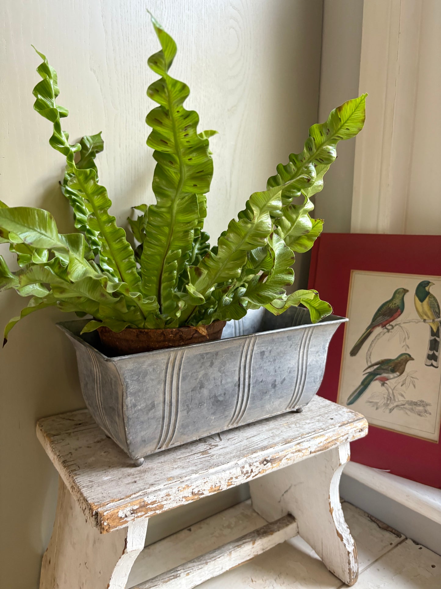 New Vintage Style Zinc Planter