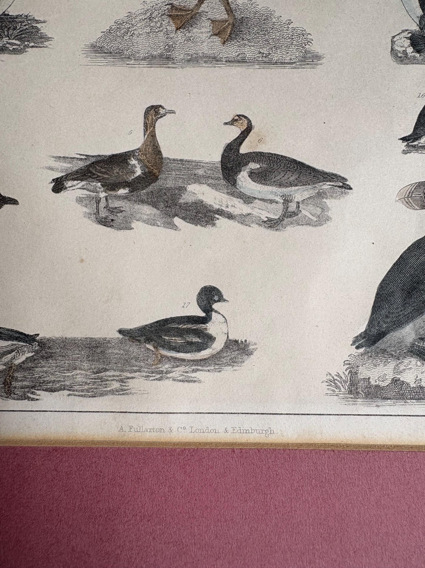 Old Print in mount, Antique pictures