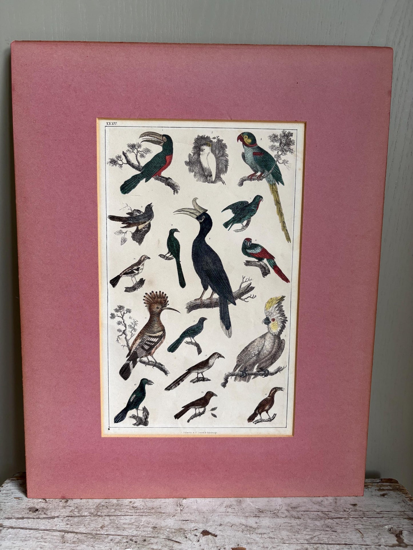 Antique Bird Print in Mount.