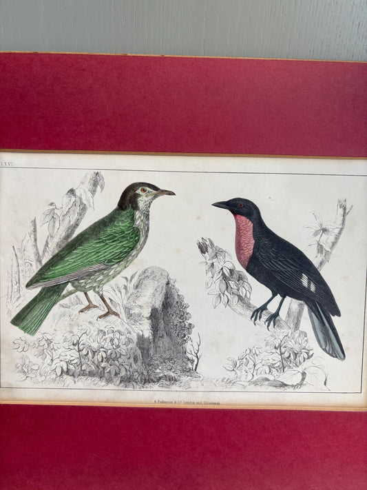 Oliver Goldsmith antique print, Bird Print.