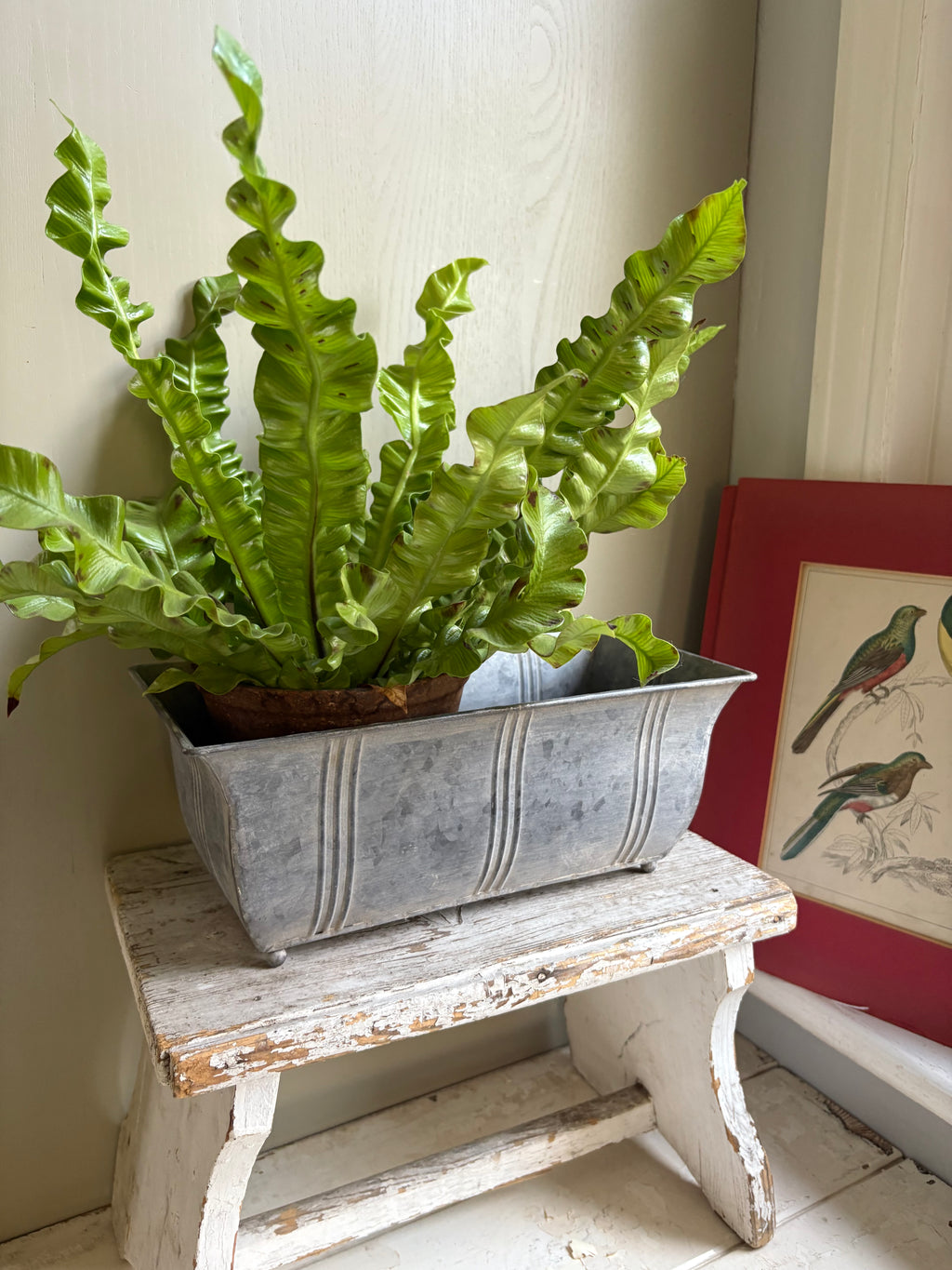 New Vintage Style Zinc Planter