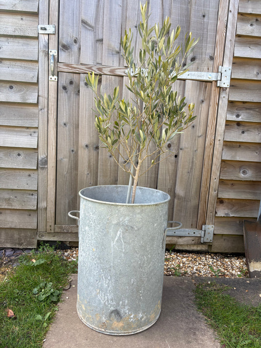Tall Vintage Galvanised Planter