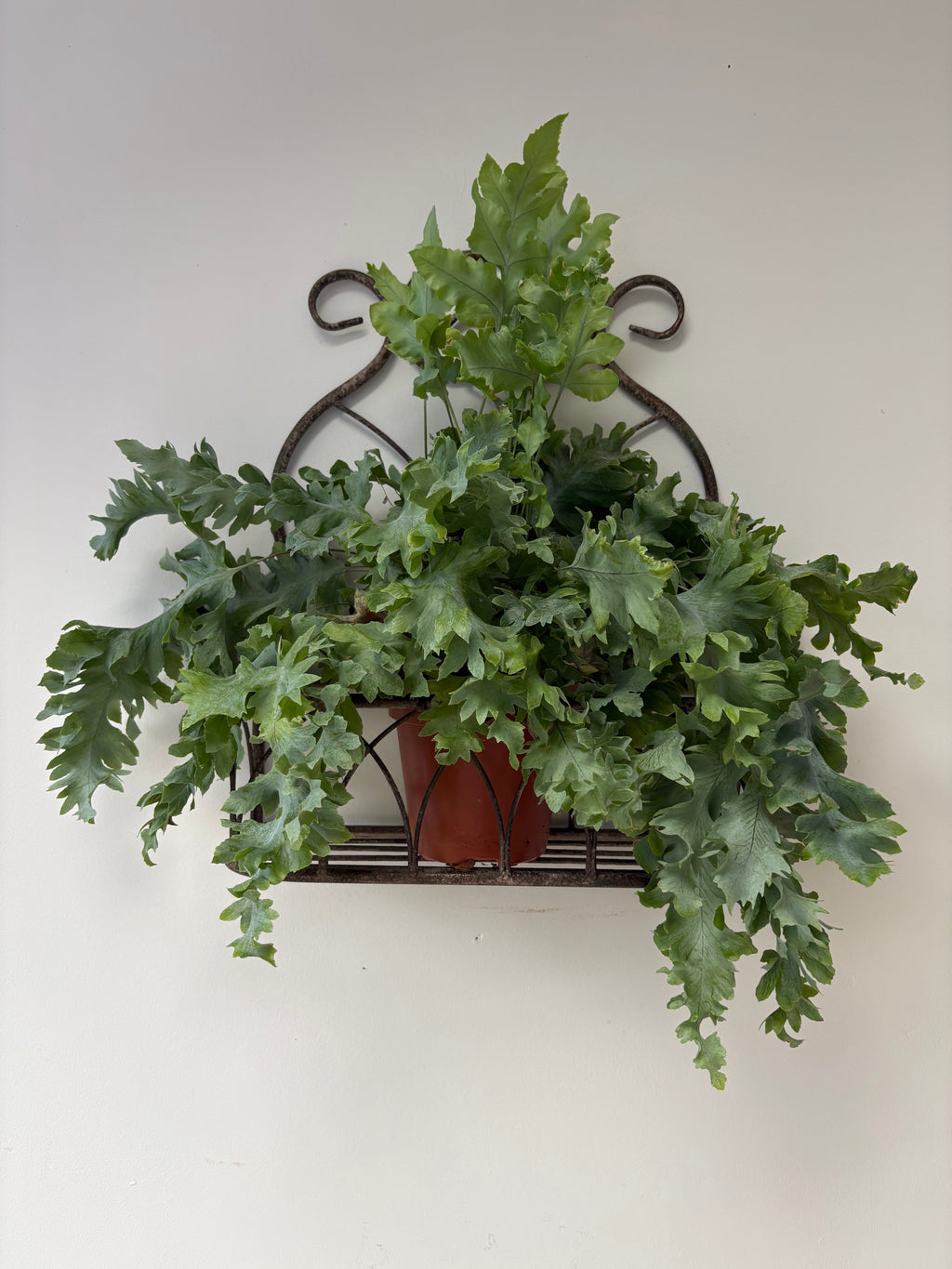 Vintage Style, Small Hanging Metal Planter.
