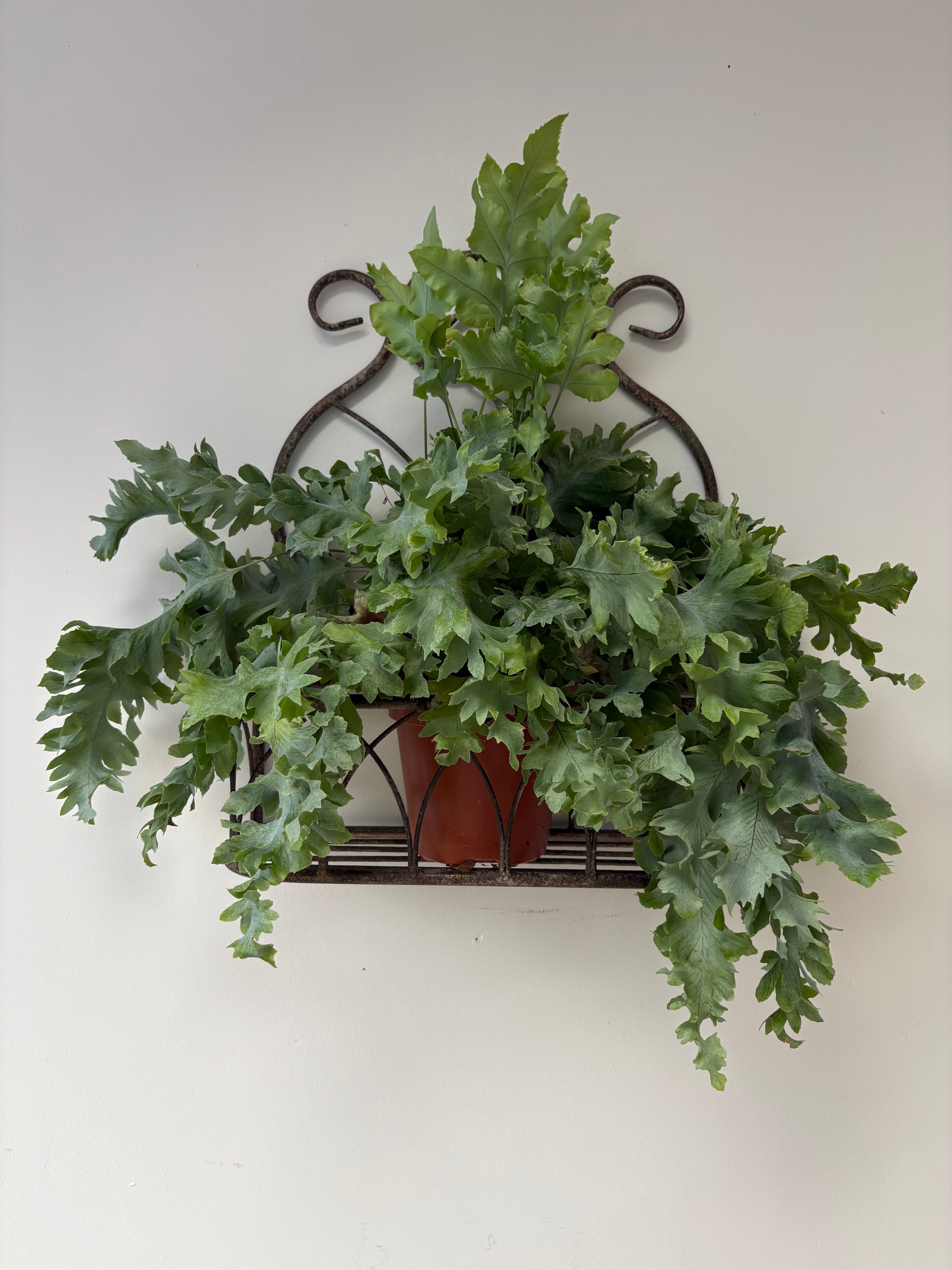 Vintage Style, Small Hanging Metal Planter.
