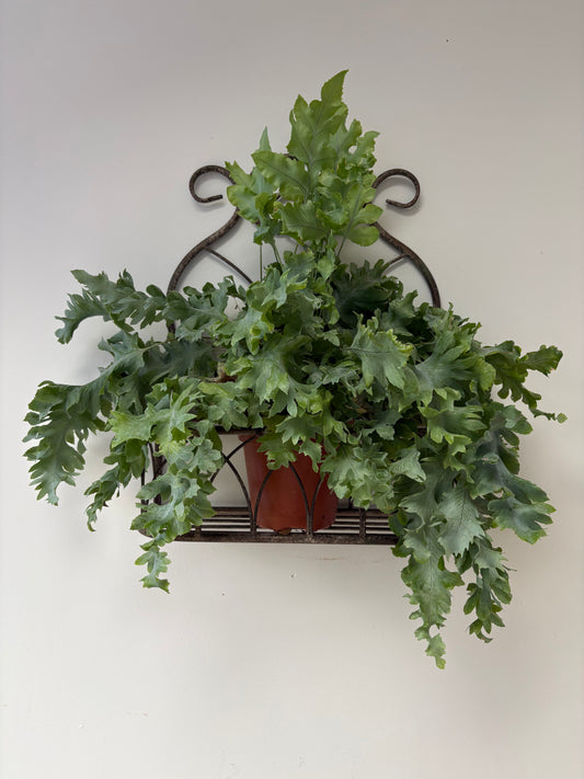Vintage Style, Small Hanging Metal Planter.