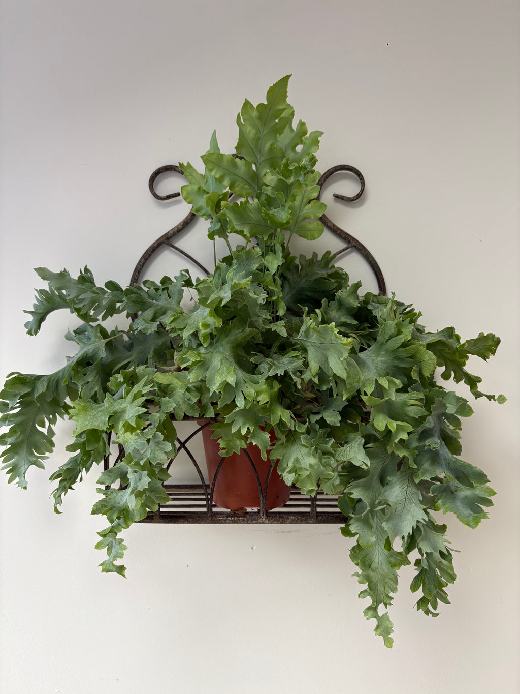 Vintage Style, Small Hanging Metal Planter.