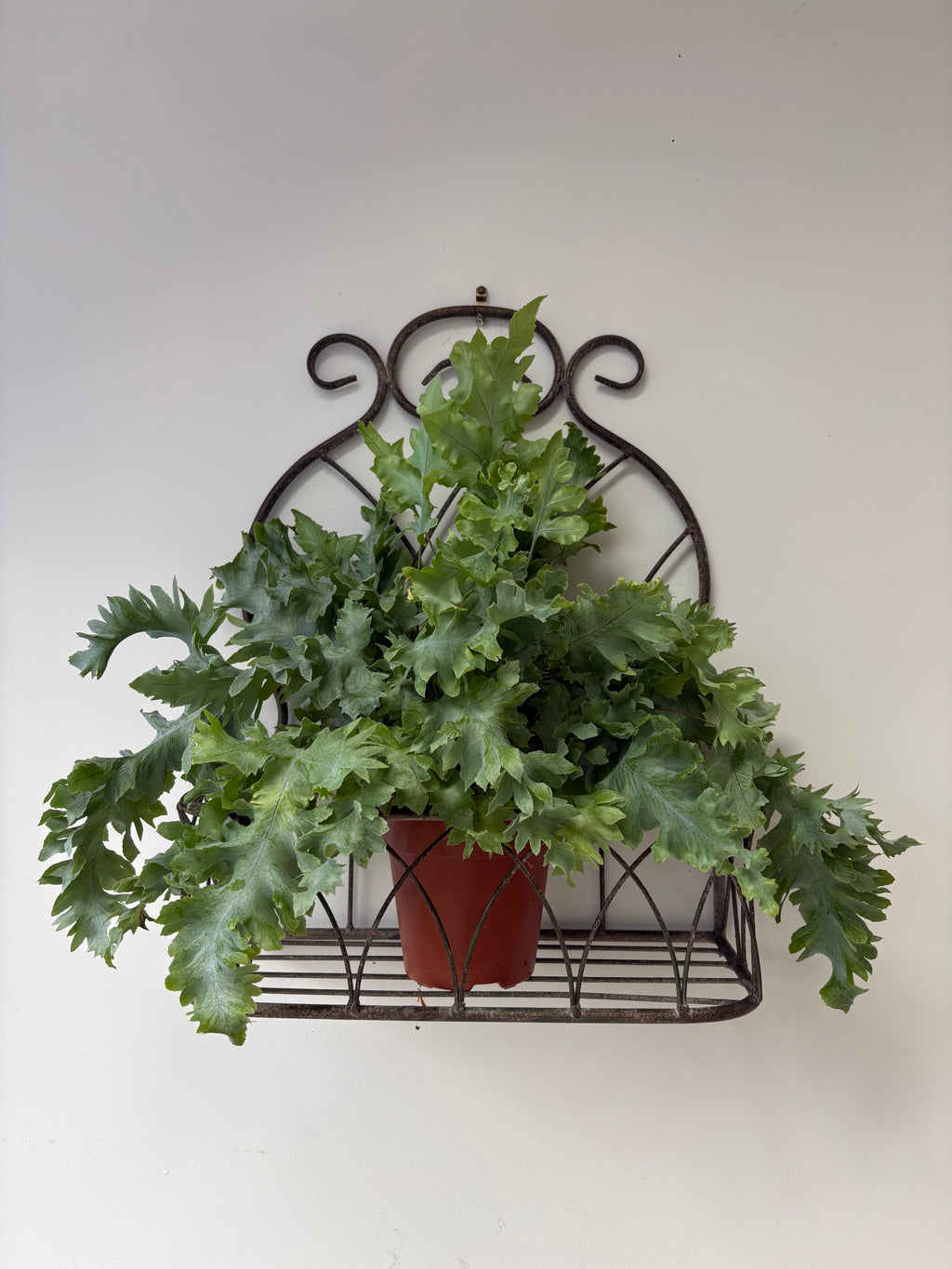 Vintage Style, Large Hanging Planter