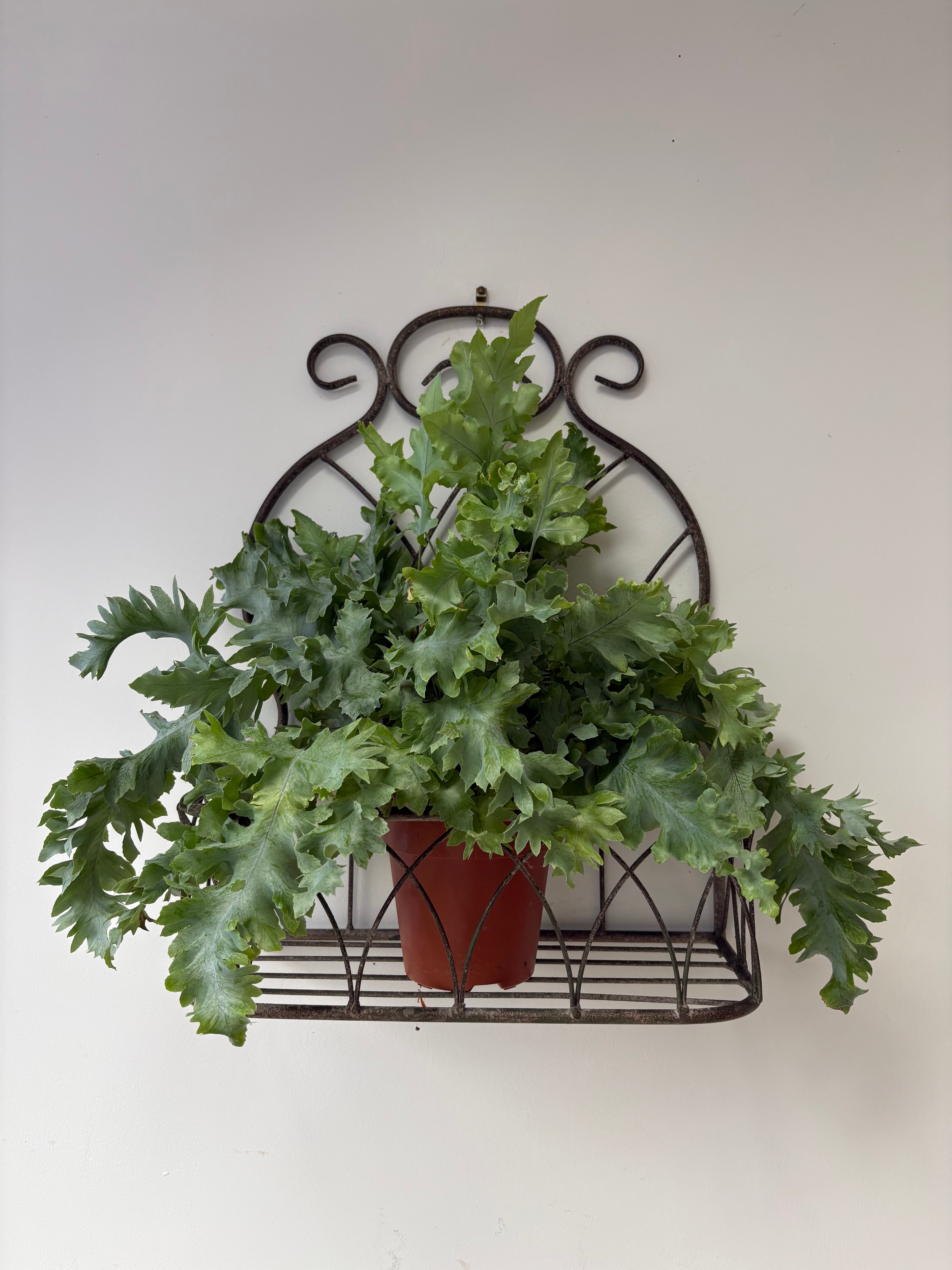 Vintage Style, Large Hanging Planter