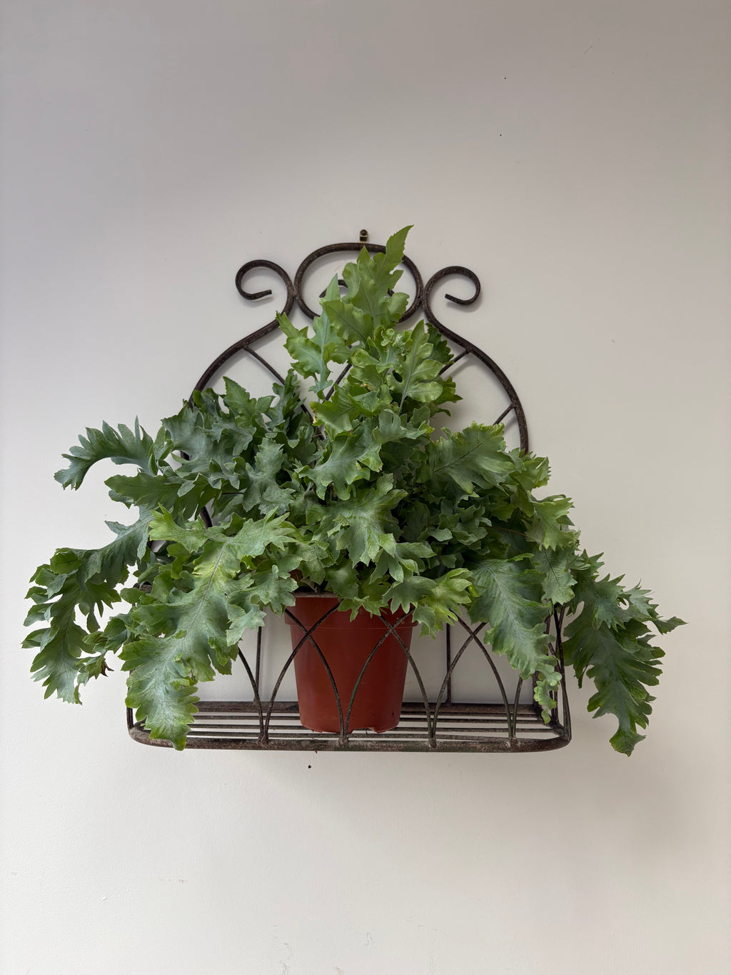 Vintage Style, Large Hanging Planter