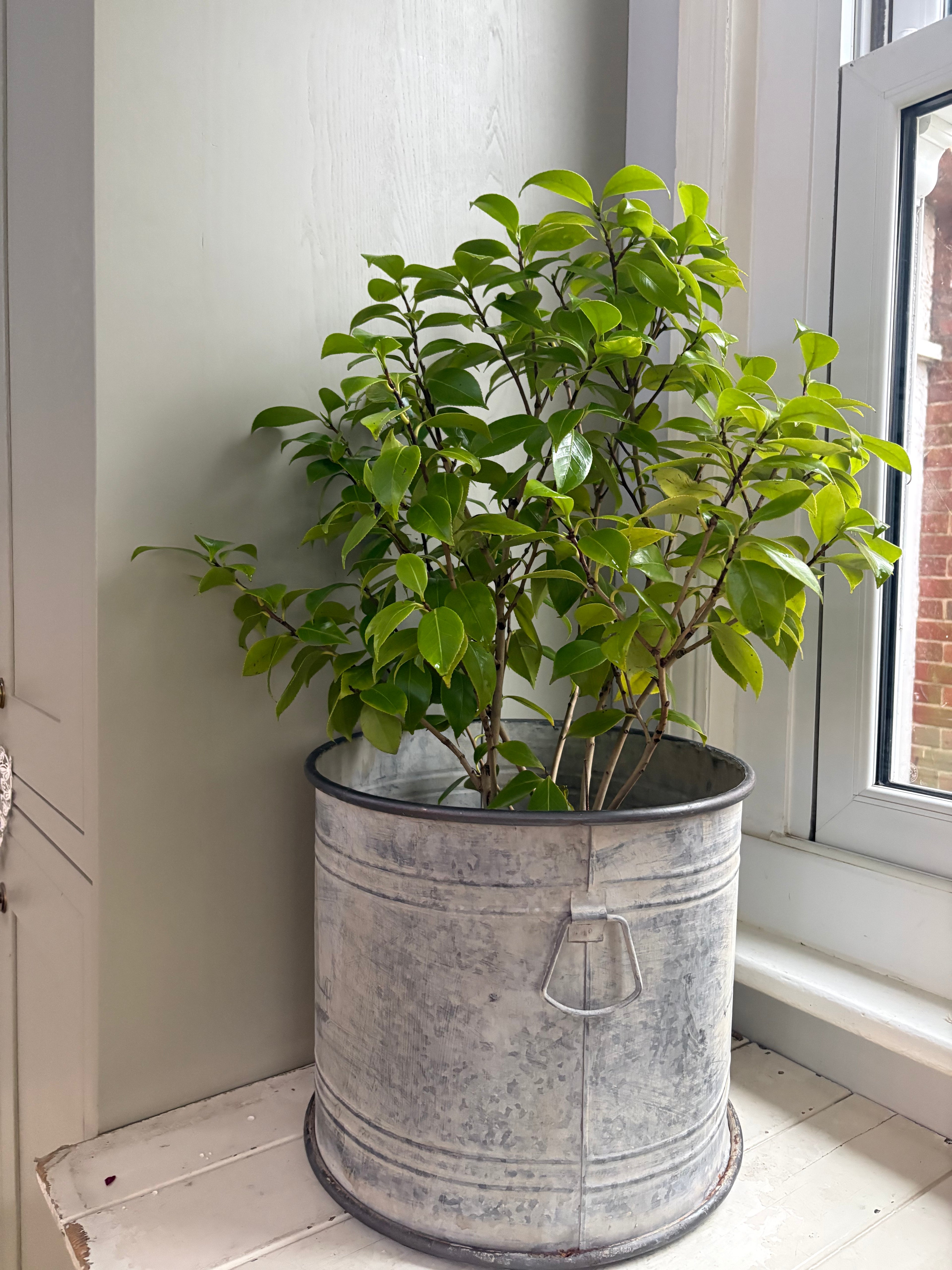 Large Vintage Style Round Zinc Planter.