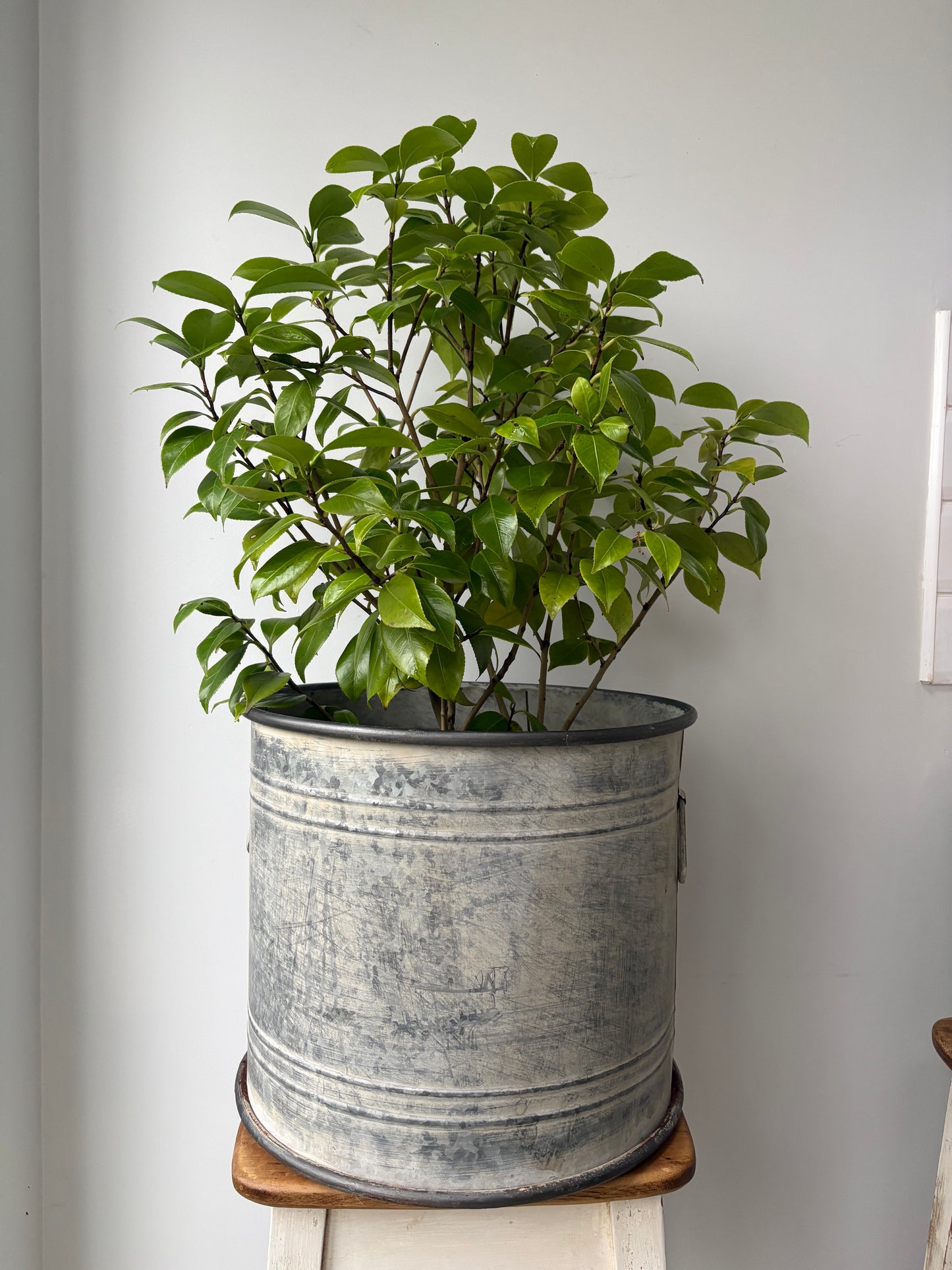 Large Vintage Style Round Zinc Planter.