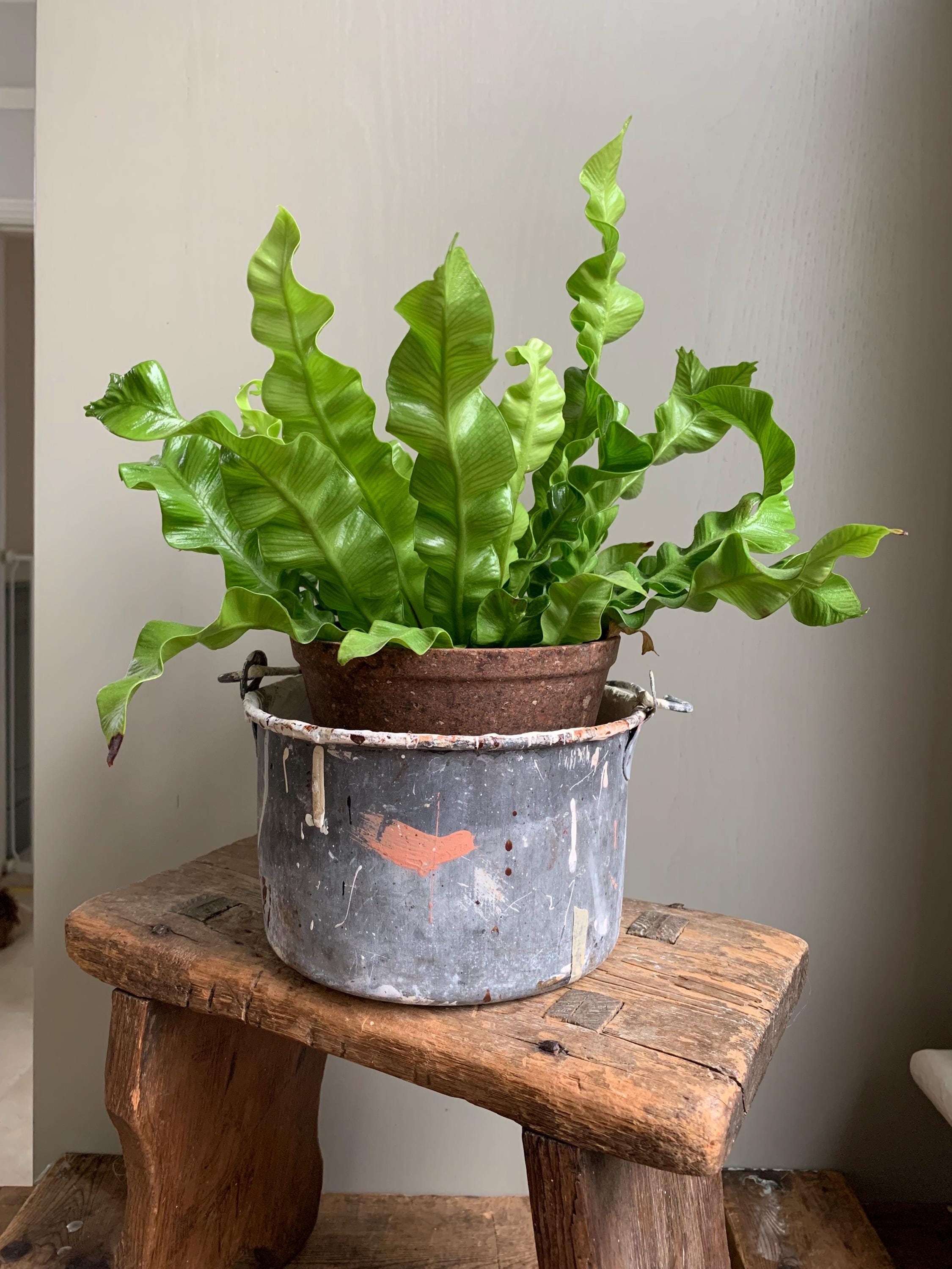 Vintage Paint Kettle, Planter