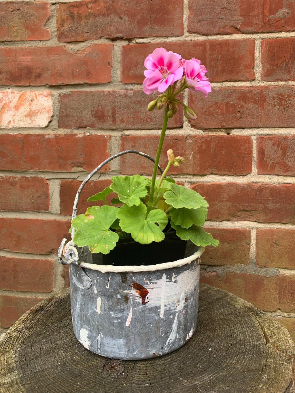 Vintage Paint Kettle, Planter