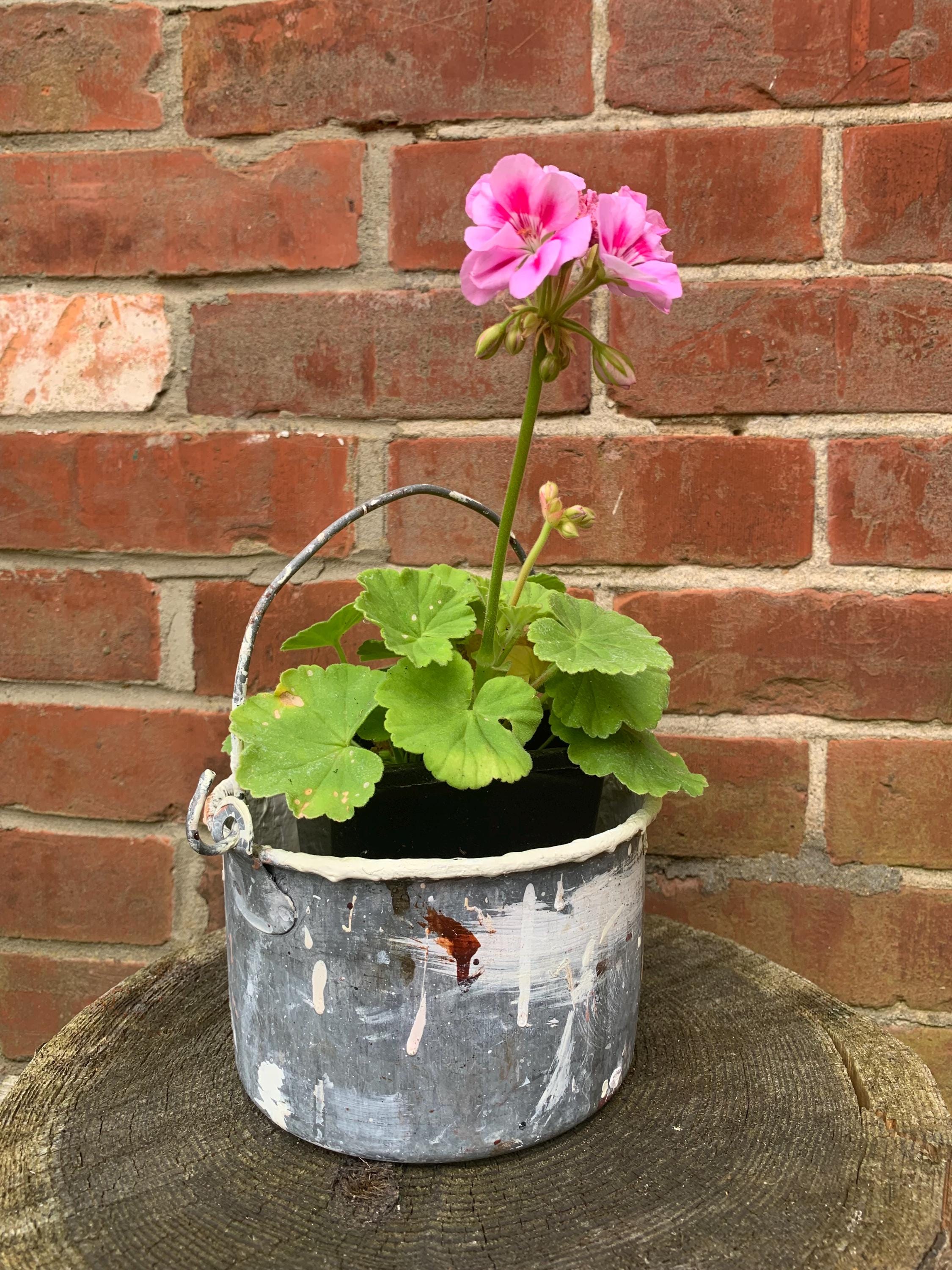 Vintage Paint Kettle, Planter