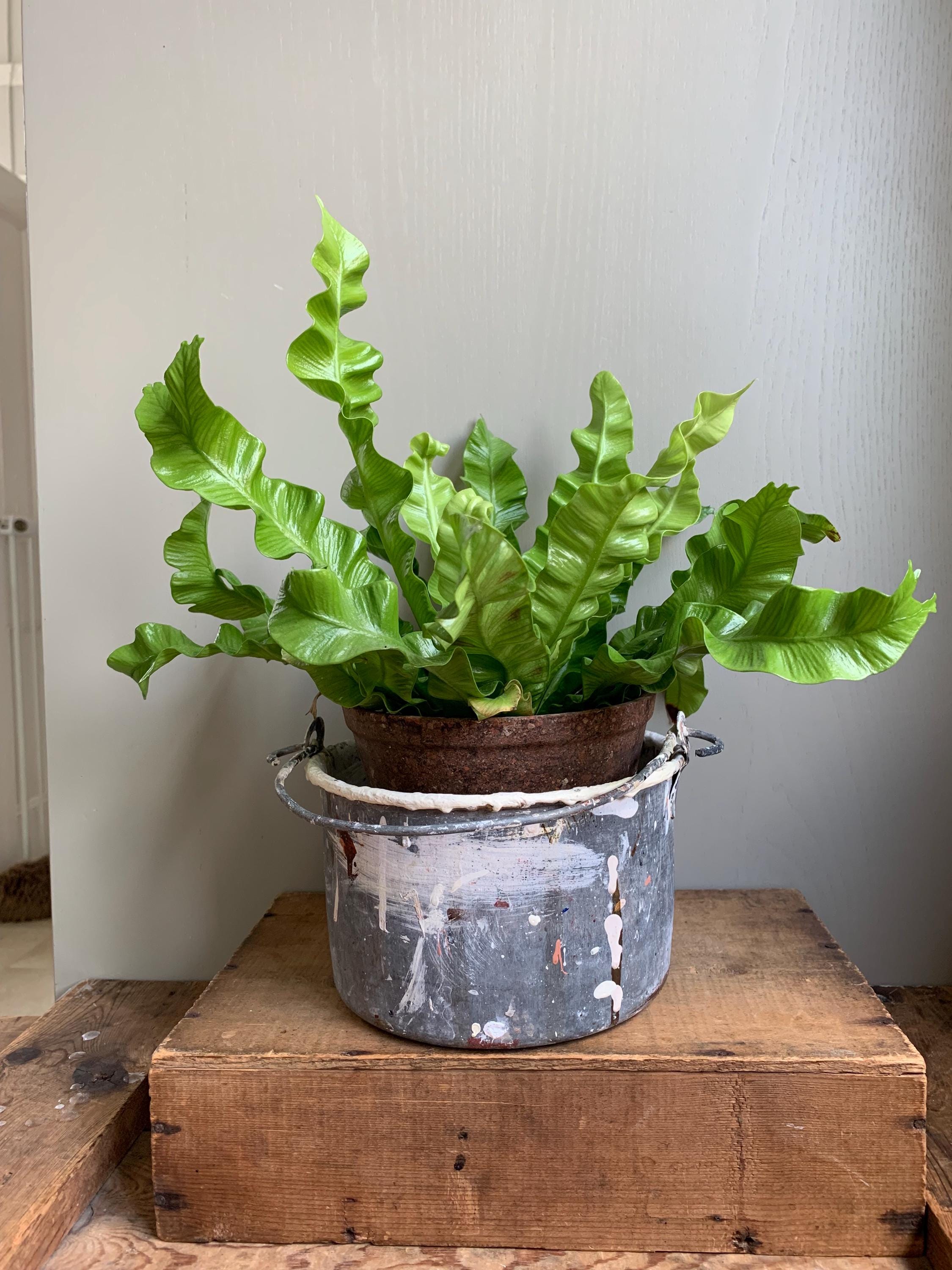 Vintage Paint Kettle, Planter