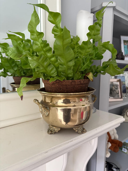 Brass Planter