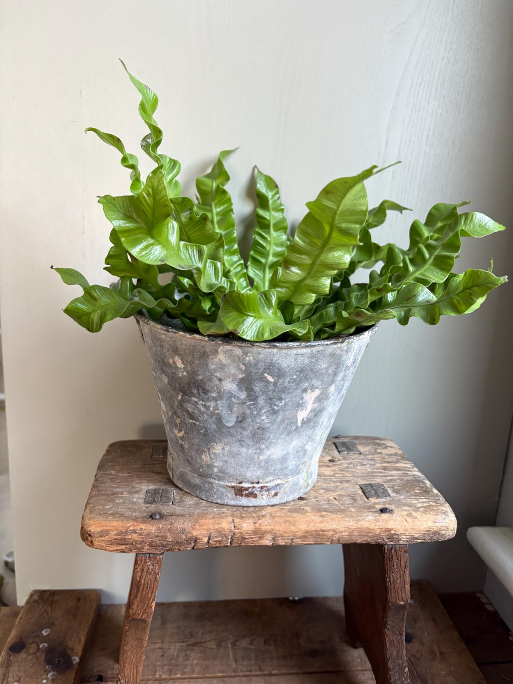 Small vintage galvanised bucket