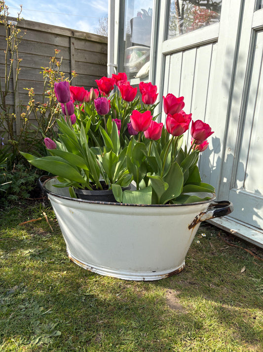 Enamelware Bathtub, Enamelware planter