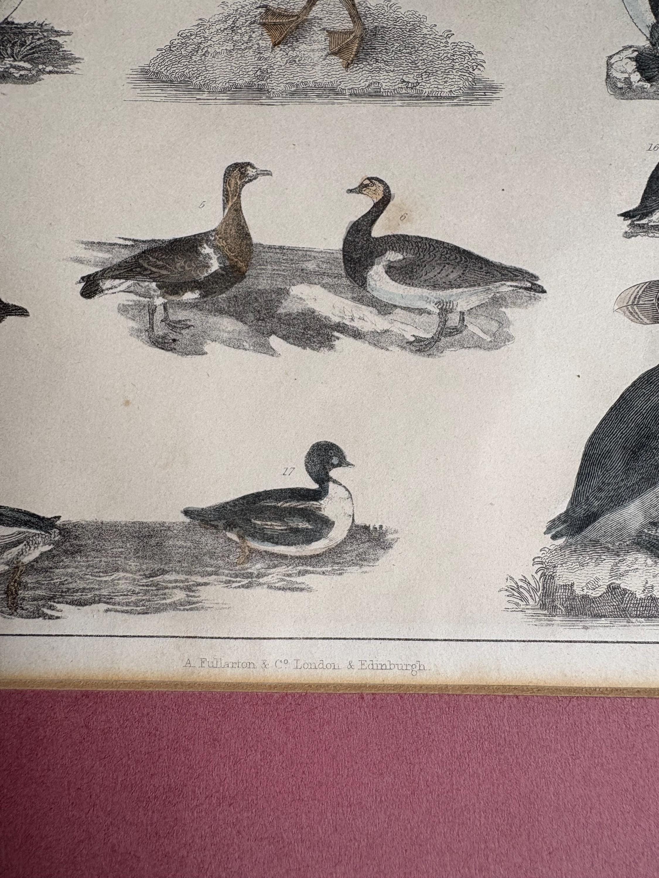 Old Print in mount, Antique pictures