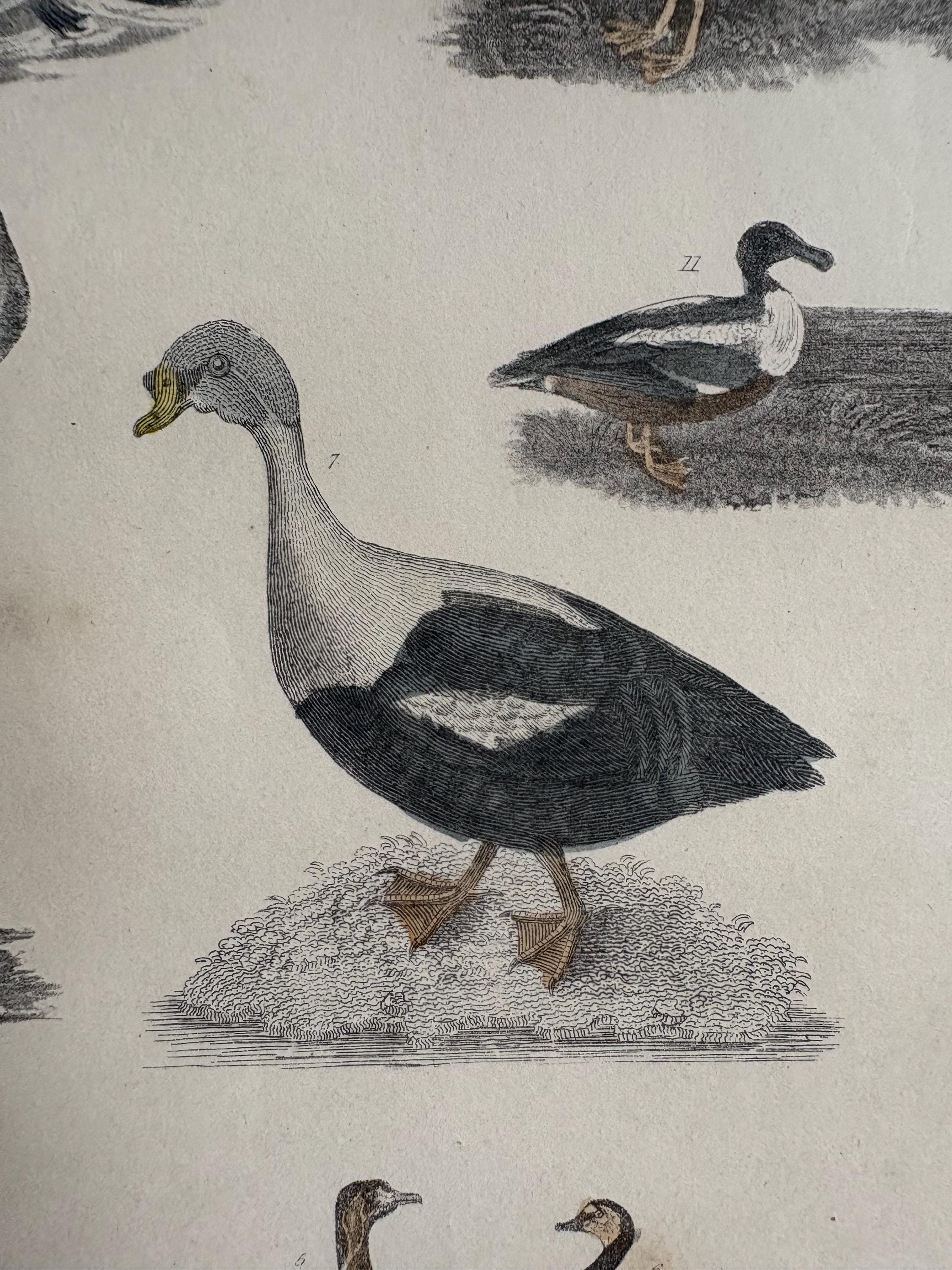 Old Print in mount, Antique pictures