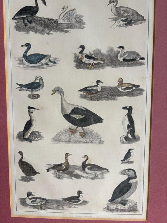 Old Print in mount, Antique pictures