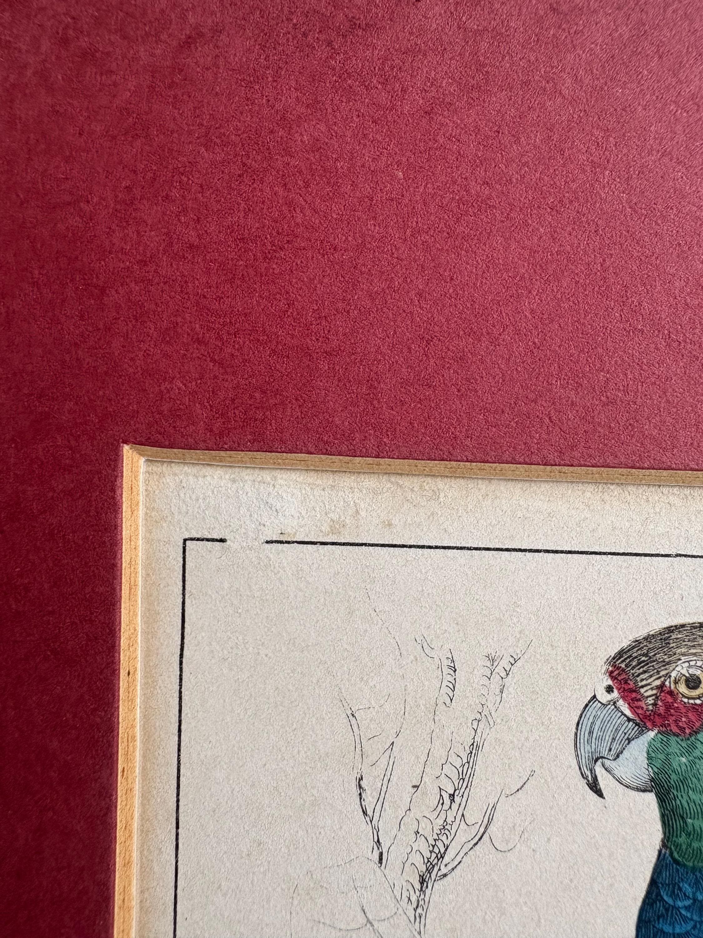 Antique Copper Print, Hand Coloured Print, Bird Picture