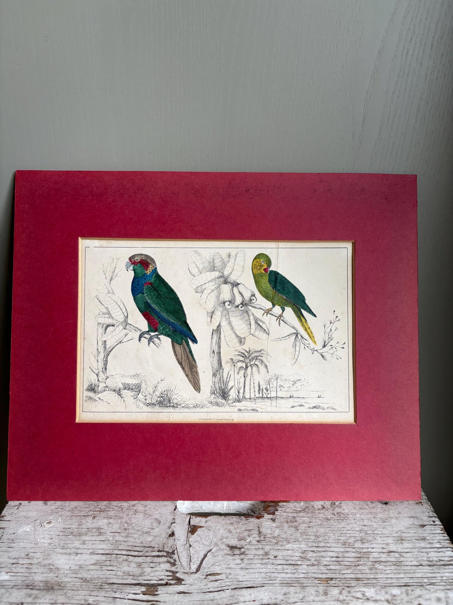 Antique Copper Print, Hand Coloured Print, Bird Picture