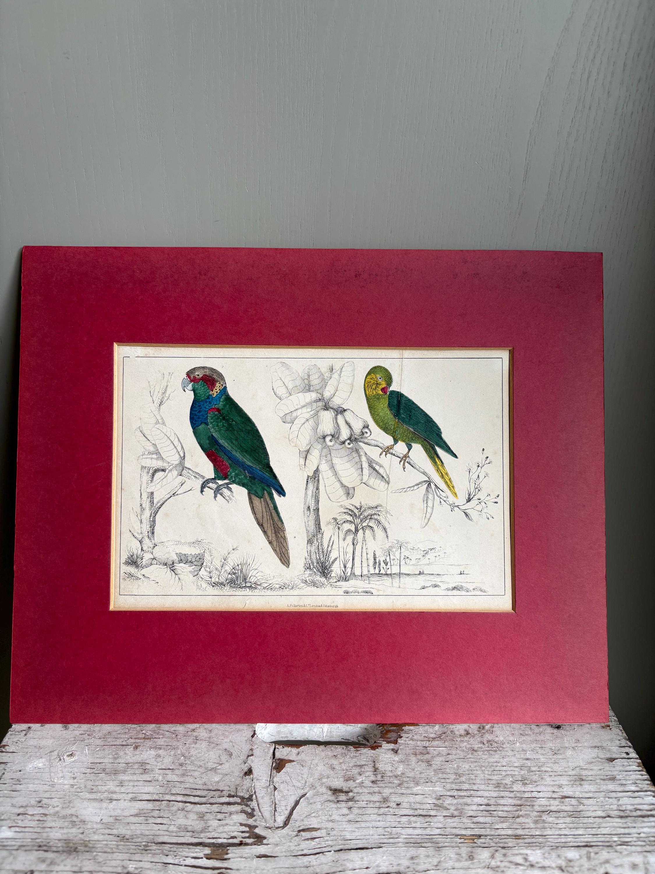 Antique Copper Print, Hand Coloured Print, Bird Picture