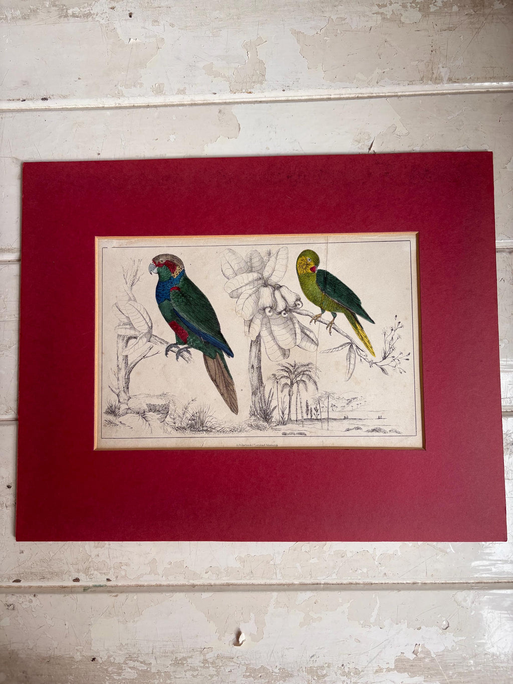 Antique Copper Print, Hand Coloured Print, Bird Picture