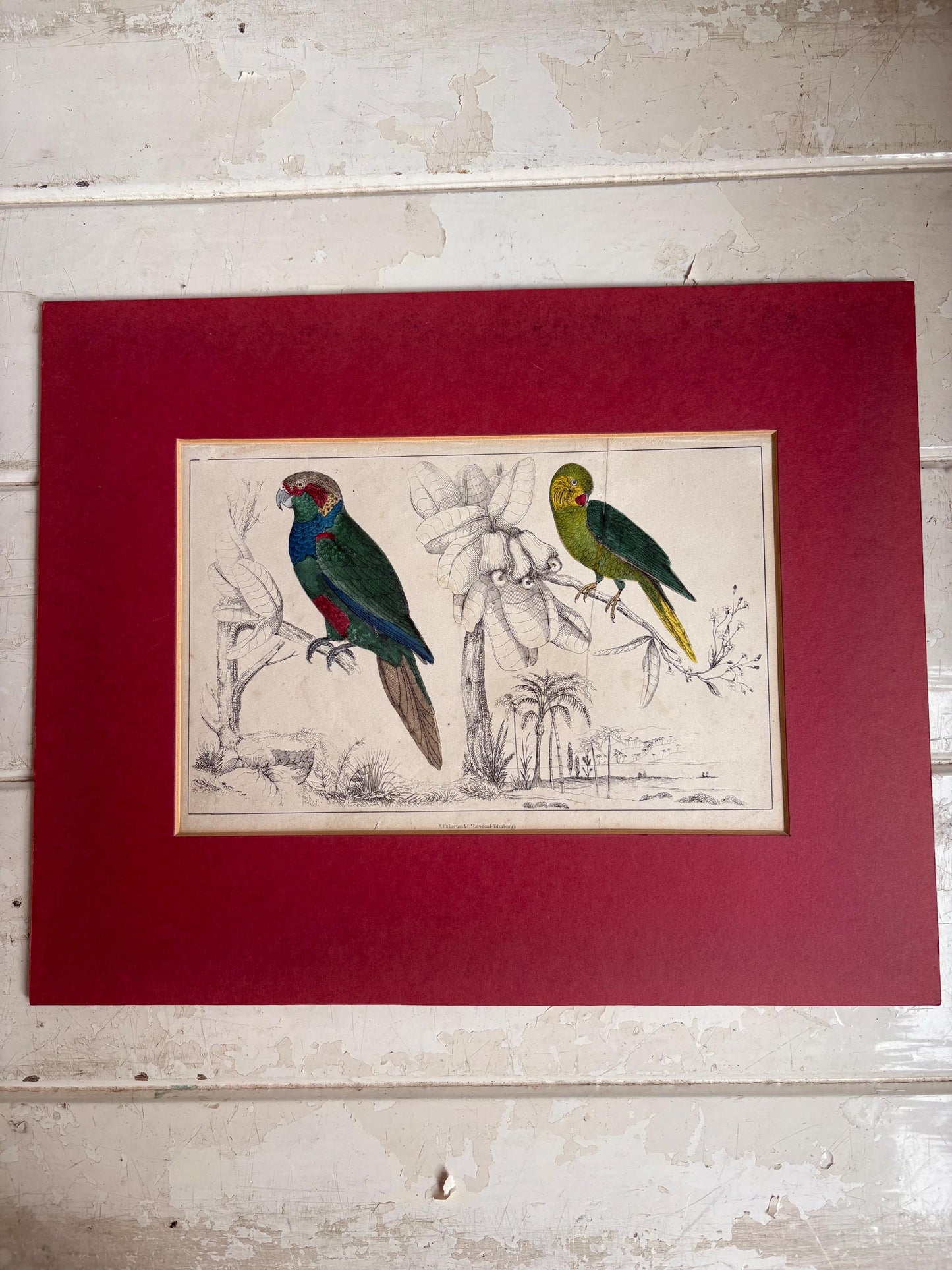 Antique Copper Print, Hand Coloured Print, Bird Picture