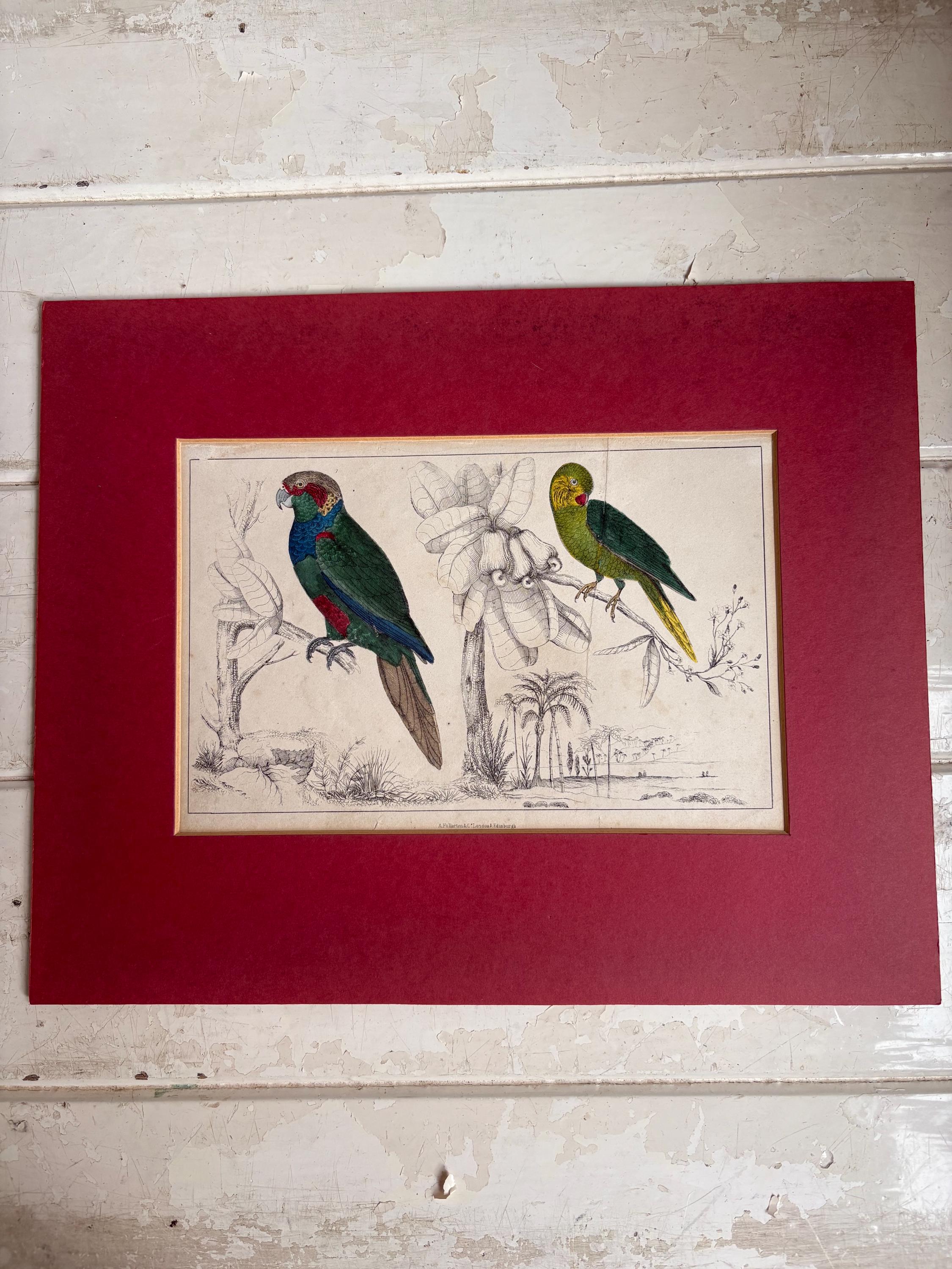 Antique Copper Print, Hand Coloured Print, Bird Picture