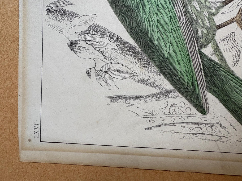 Oliver Goldsmith antique print, Bird Print.