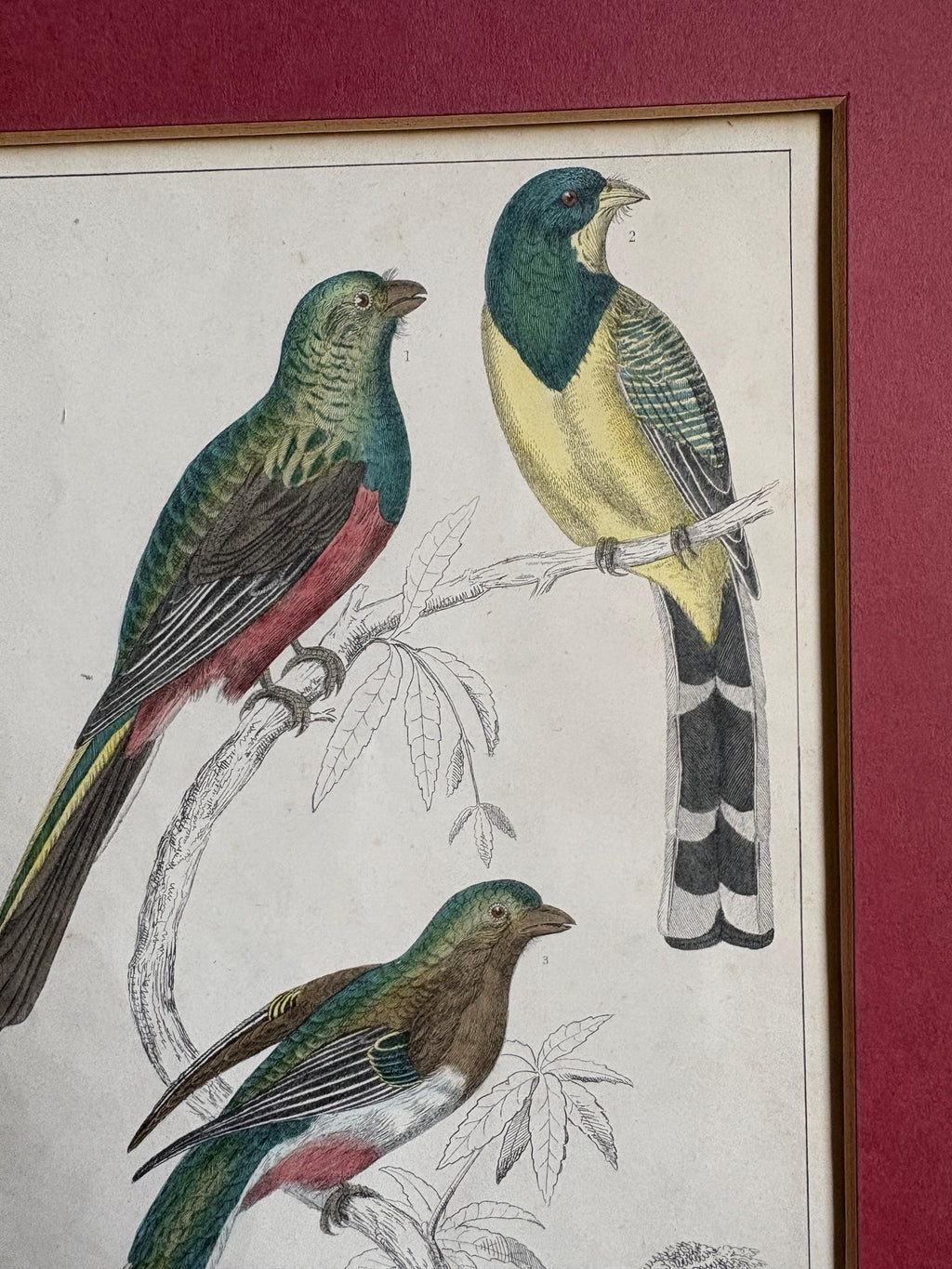 Oliver Goldsmith Antique Bird Print.