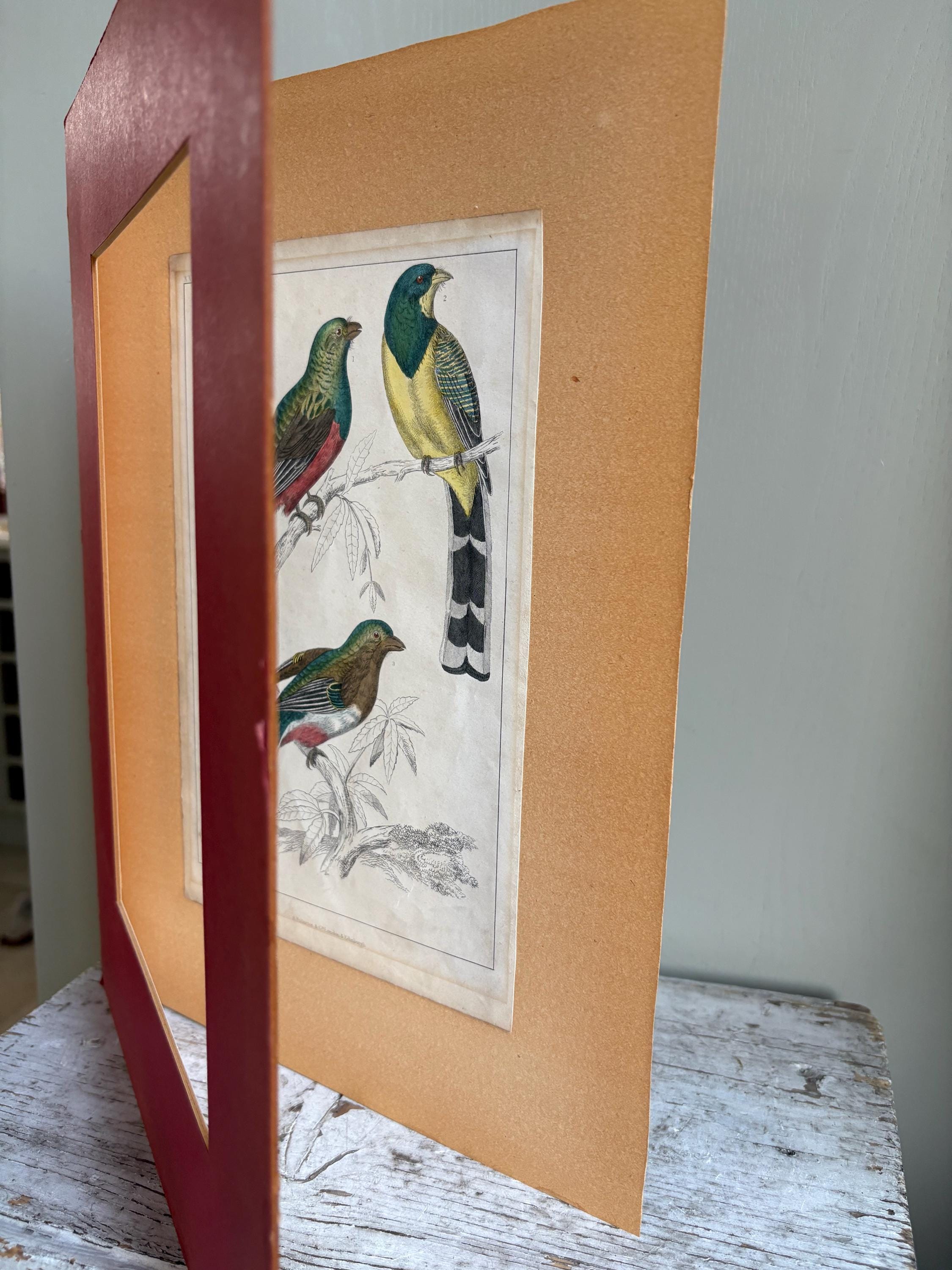 Oliver Goldsmith Antique Bird Print.
