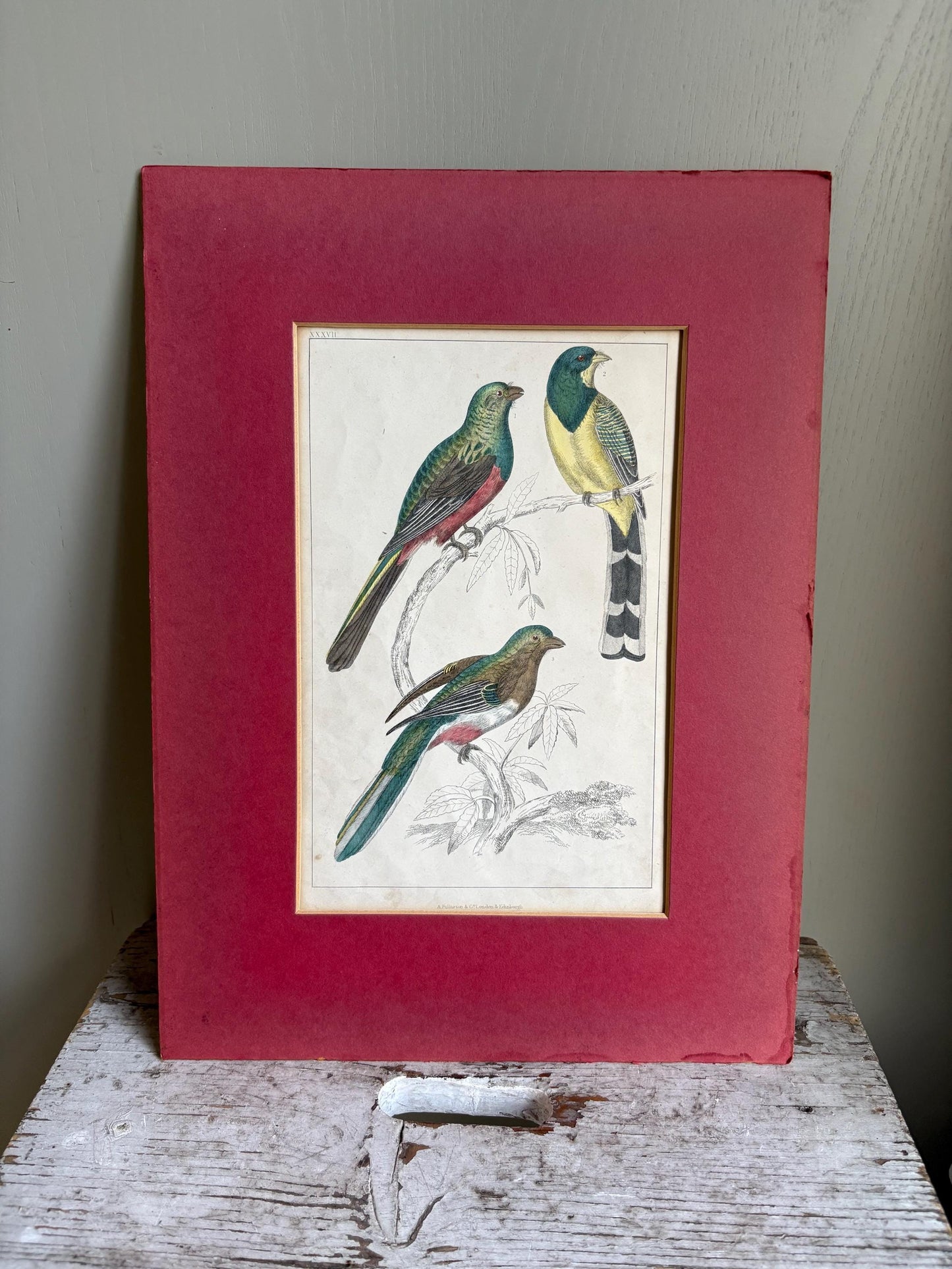 Oliver Goldsmith Antique Bird Print.