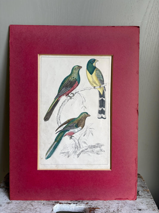 Oliver Goldsmith Antique Bird Print.