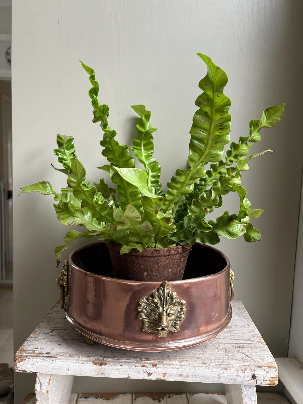 Copper Planter, Copper Cachepot