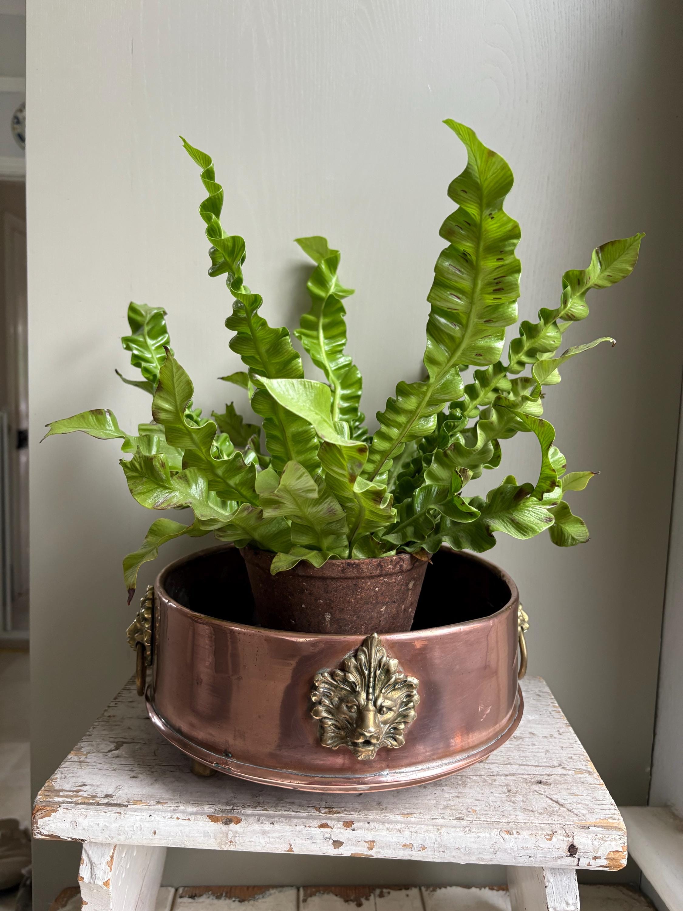 Copper Planter, Copper Cachepot