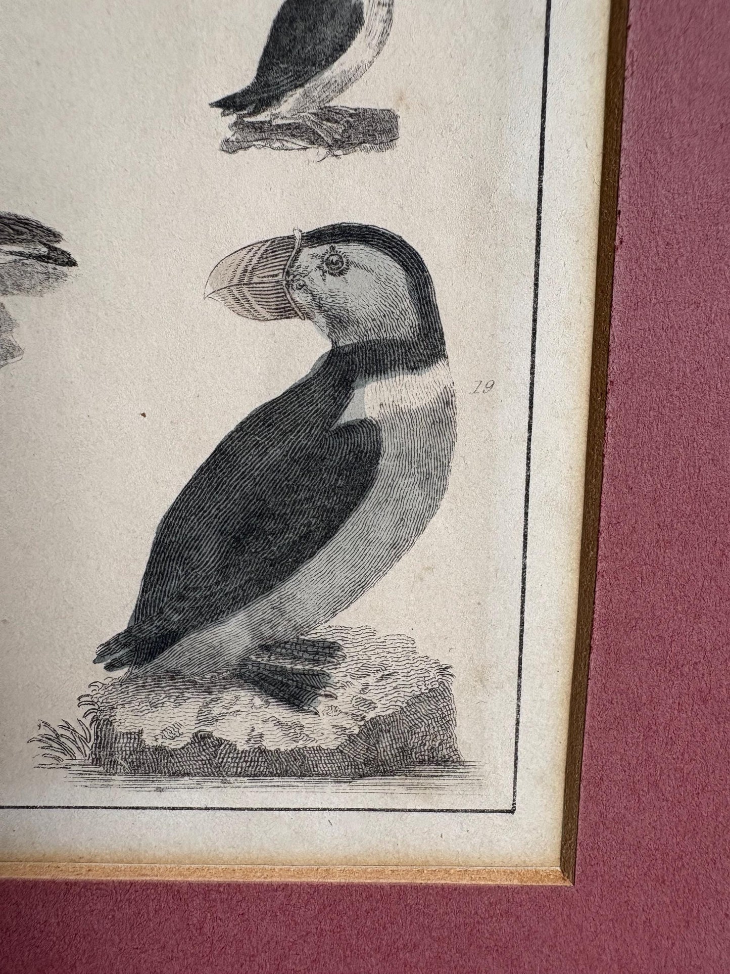 Old Print in mount, Antique pictures