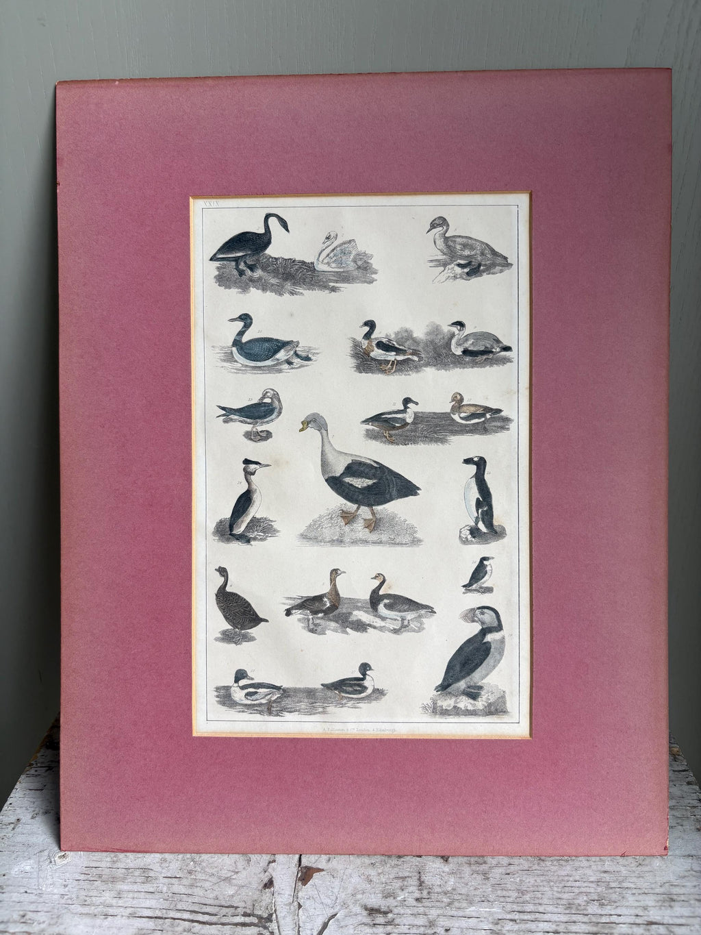 Old Print in mount, Antique pictures