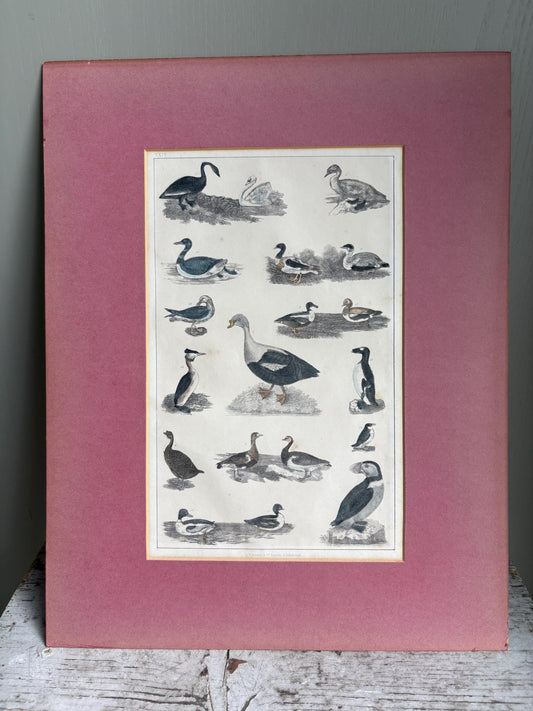 Old Print in mount, Antique pictures