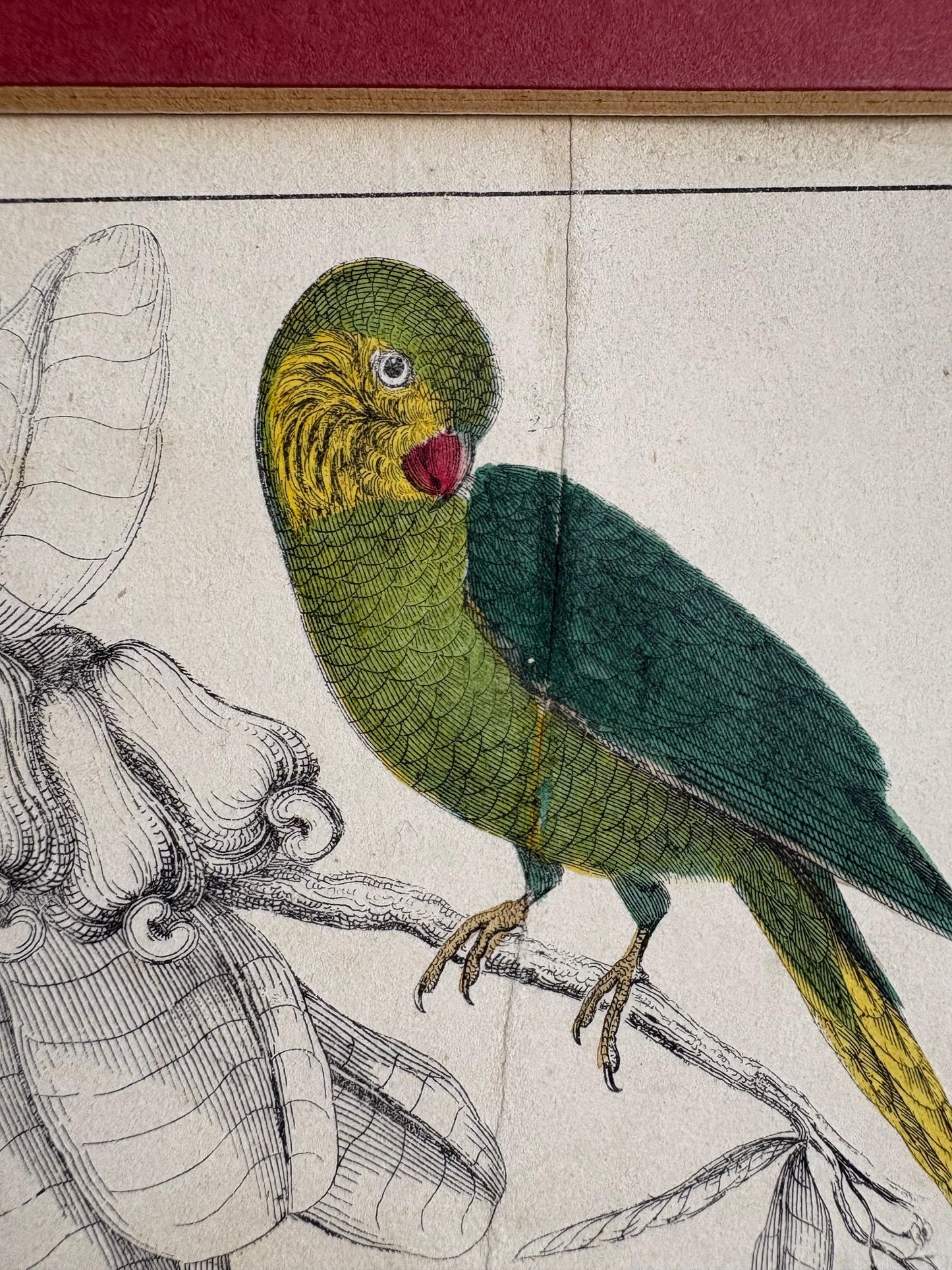 Antique Copper Print, Hand Coloured Print, Bird Picture