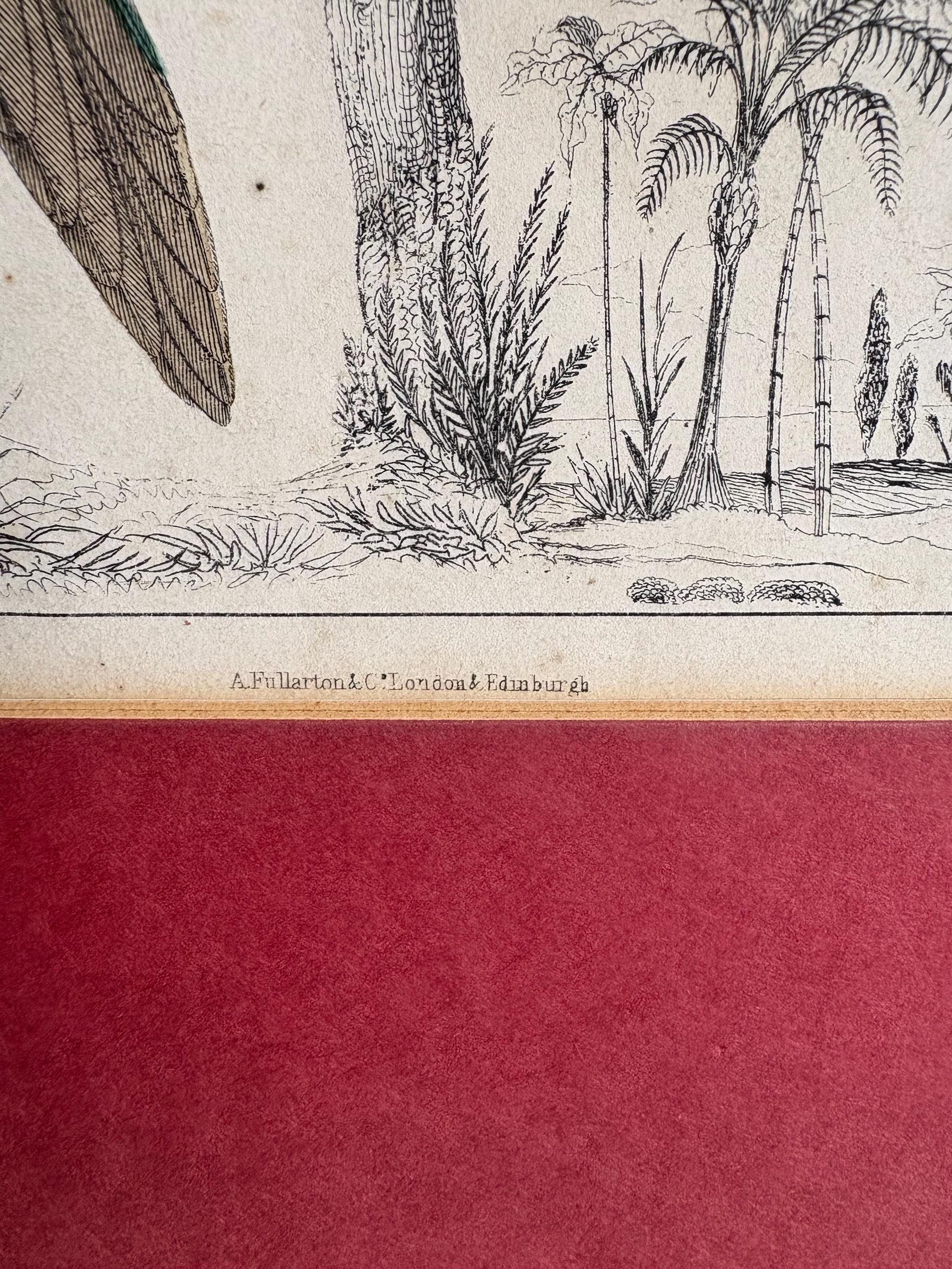 Antique Copper Print, Hand Coloured Print, Bird Picture