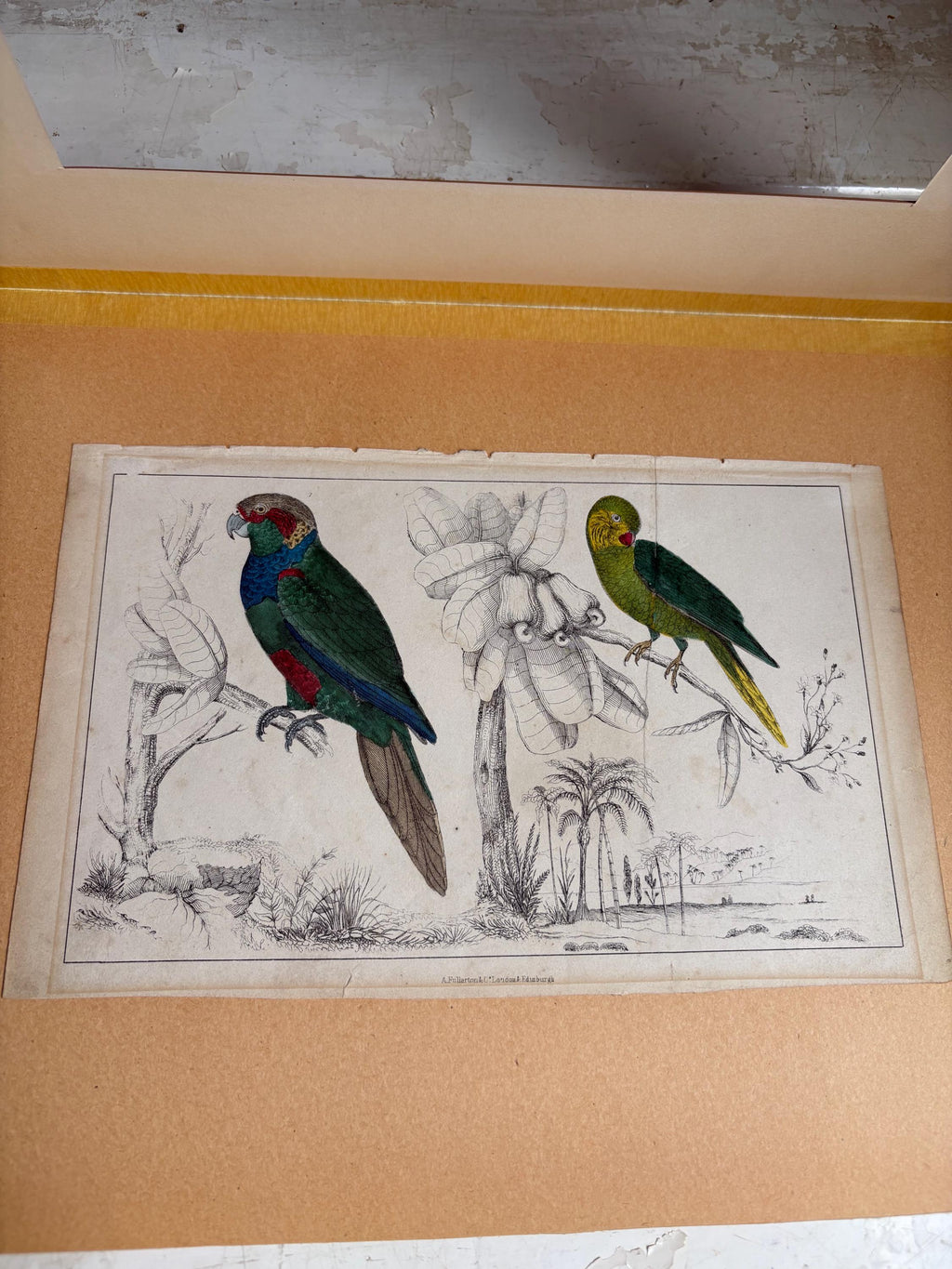 Antique Copper Print, Hand Coloured Print, Bird Picture