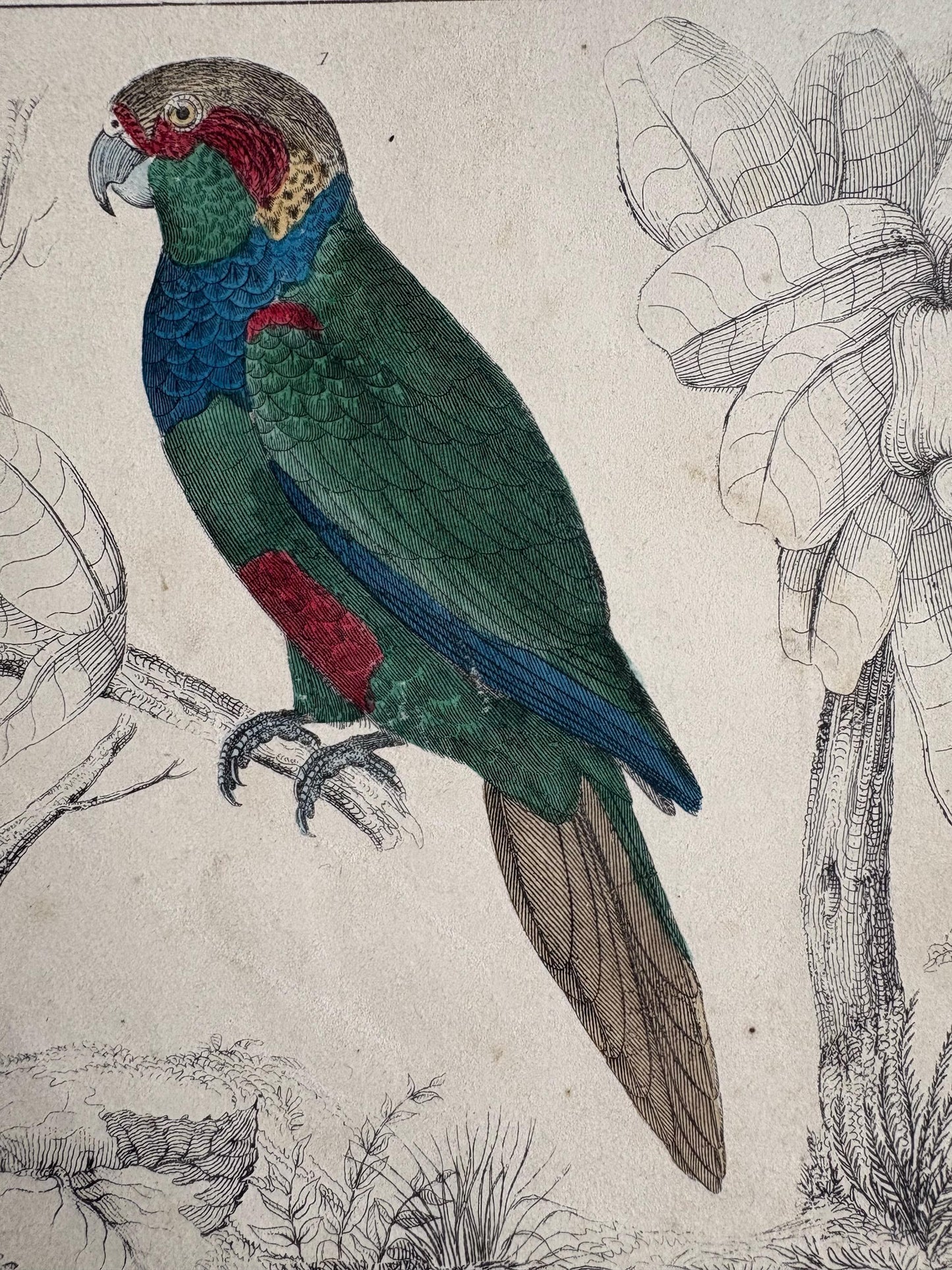 Antique Copper Print, Hand Coloured Print, Bird Picture