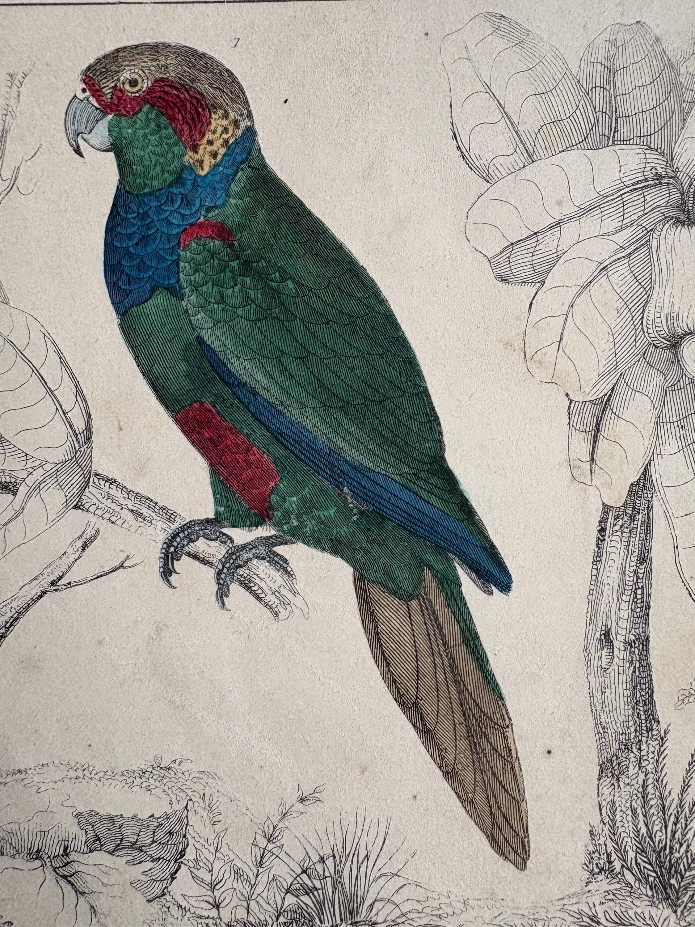 Antique Copper Print, Hand Coloured Print, Bird Picture