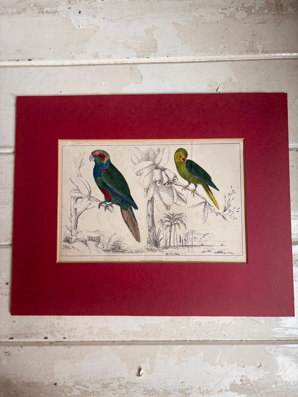 Antique Copper Print, Hand Coloured Print, Bird Picture
