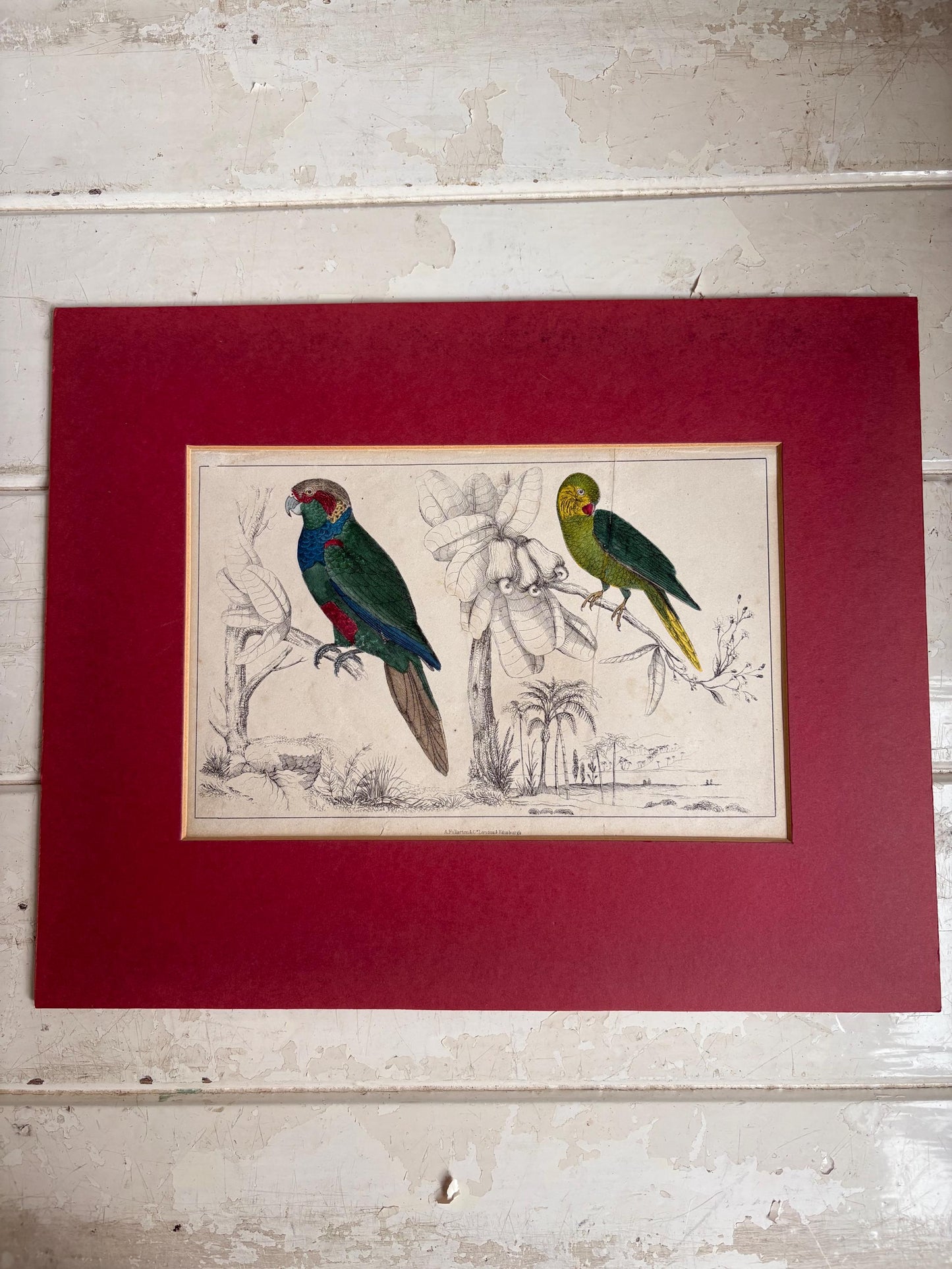 Antique Copper Print, Hand Coloured Print, Bird Picture