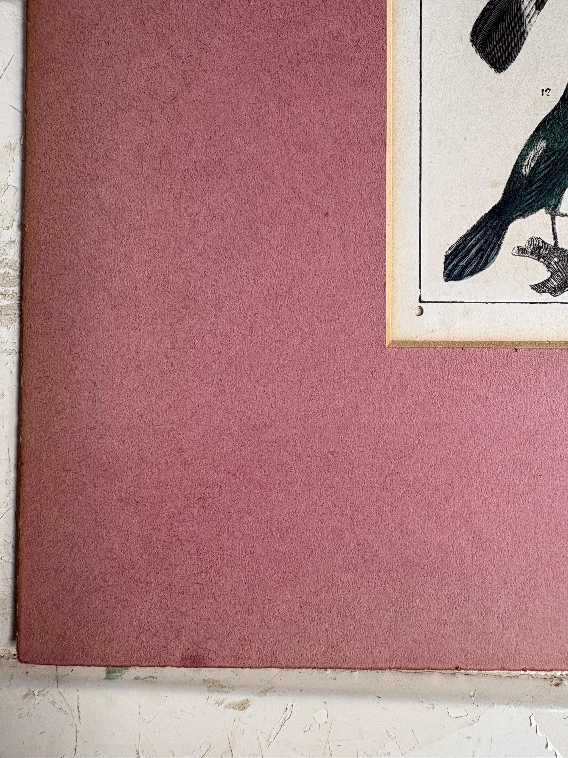Antique Bird Print in Mount.