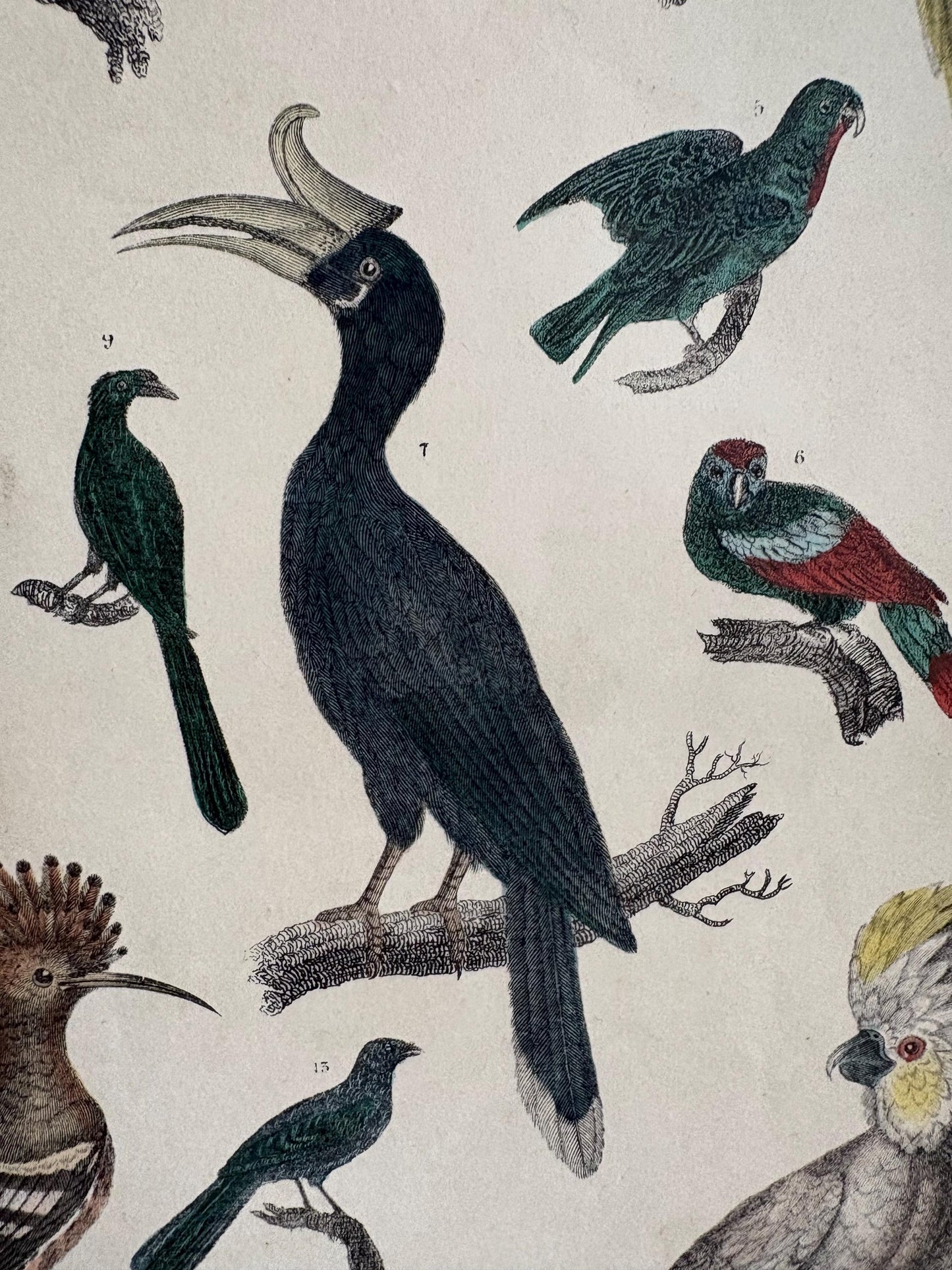 Antique Bird Print in Mount.